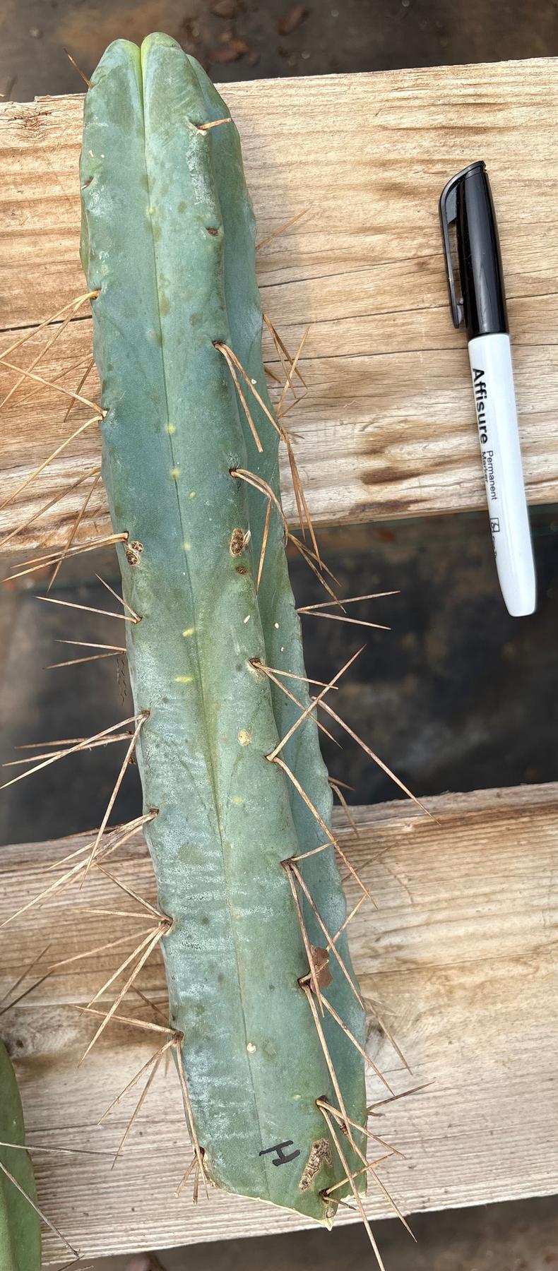 #EC153 EXACT Trichocereus Bridgesii Jiimz Twin Spine Cactus Cuttings-Cactus - Large - Exact-The Succulent Source