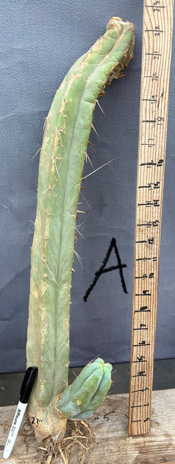 #EC153 EXACT Trichocereus Bridgesii Jiimz Twin Spine Cactus Cuttings-Cactus - Large - Exact-The Succulent Source