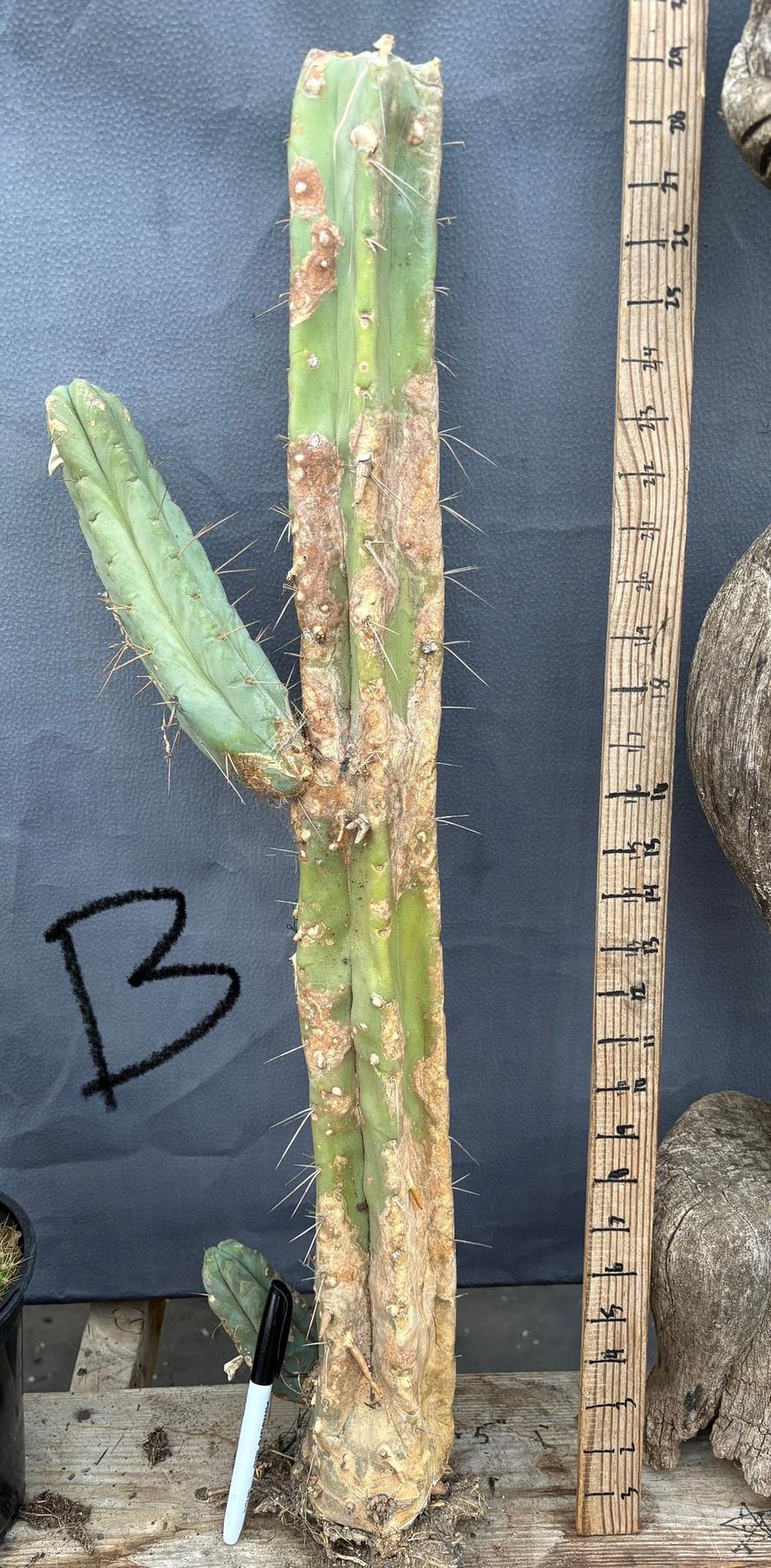 #EC153 EXACT Trichocereus Bridgesii Jiimz Twin Spine Cactus Cuttings-Cactus - Large - Exact-The Succulent Source