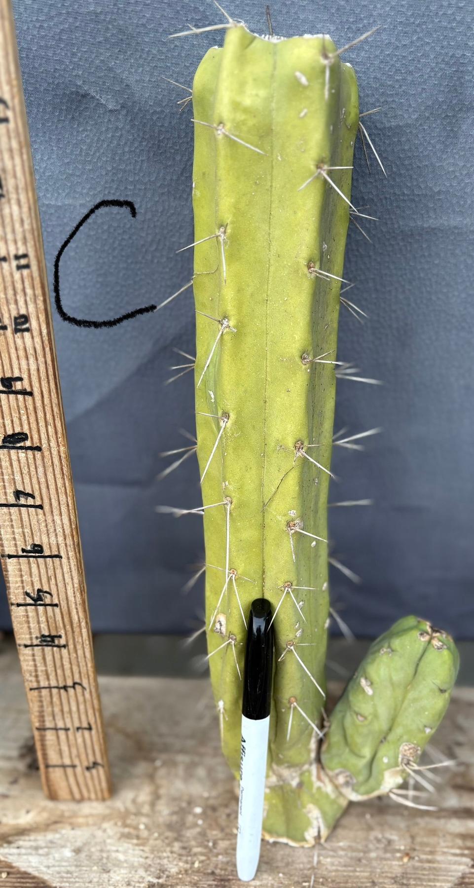 #EC153 EXACT Trichocereus Bridgesii Jiimz Twin Spine Cactus Cuttings-Cactus - Large - Exact-The Succulent Source