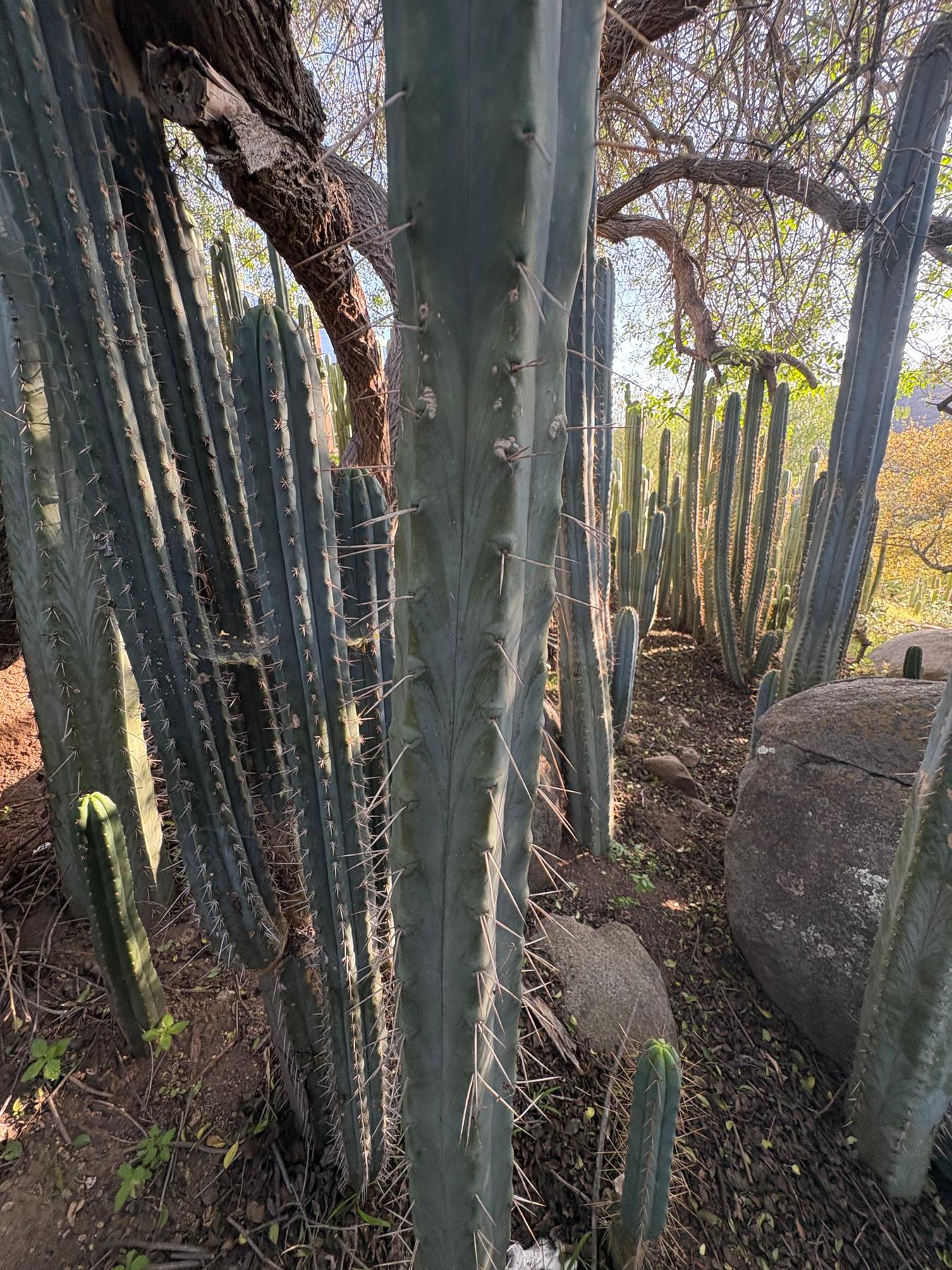 #EC153 EXACT Trichocereus Bridgesii Jiimz Twin Spine Cactus Cuttings-Cactus - Large - Exact-The Succulent Source