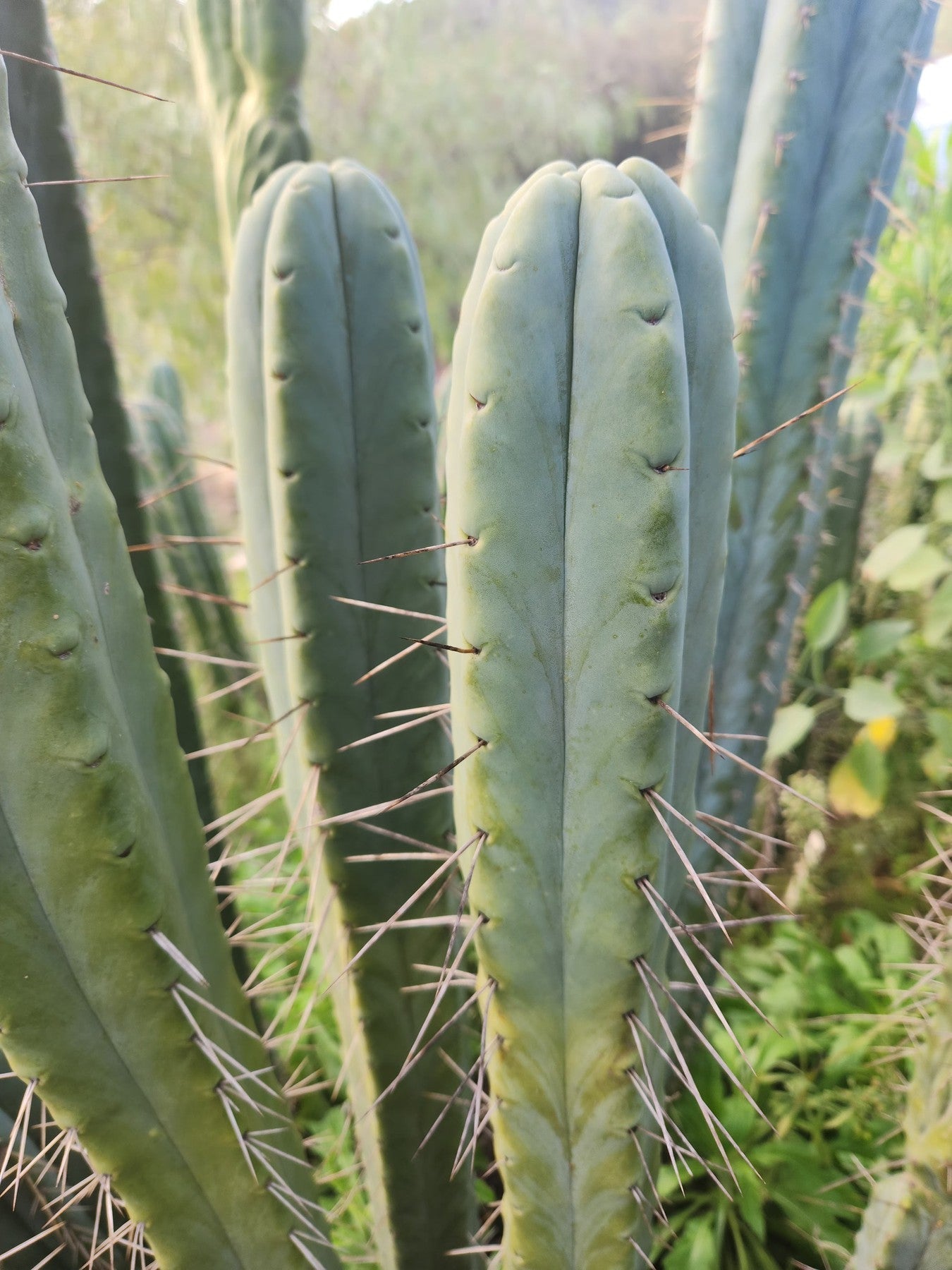 #EC153 EXACT Trichocereus Bridgesii Jiimz Twin Spine Cactus Cuttings-Cactus - Large - Exact-The Succulent Source