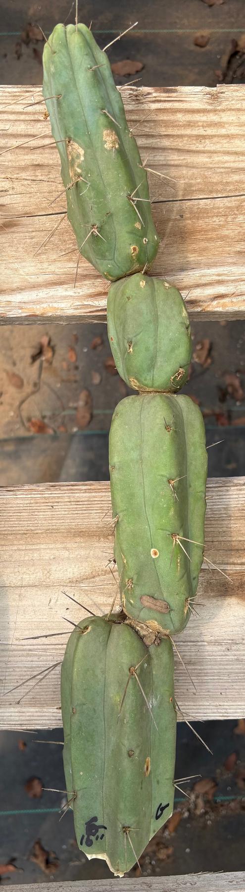 #EC153 EXACT Trichocereus Bridgesii Jiimz Twin Spine Cactus Cuttings-Cactus - Large - Exact-The Succulent Source