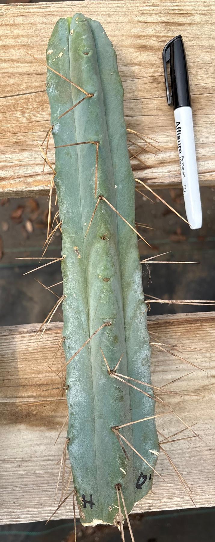 #EC153 EXACT Trichocereus Bridgesii Jiimz Twin Spine Cactus Cuttings-Cactus - Large - Exact-The Succulent Source