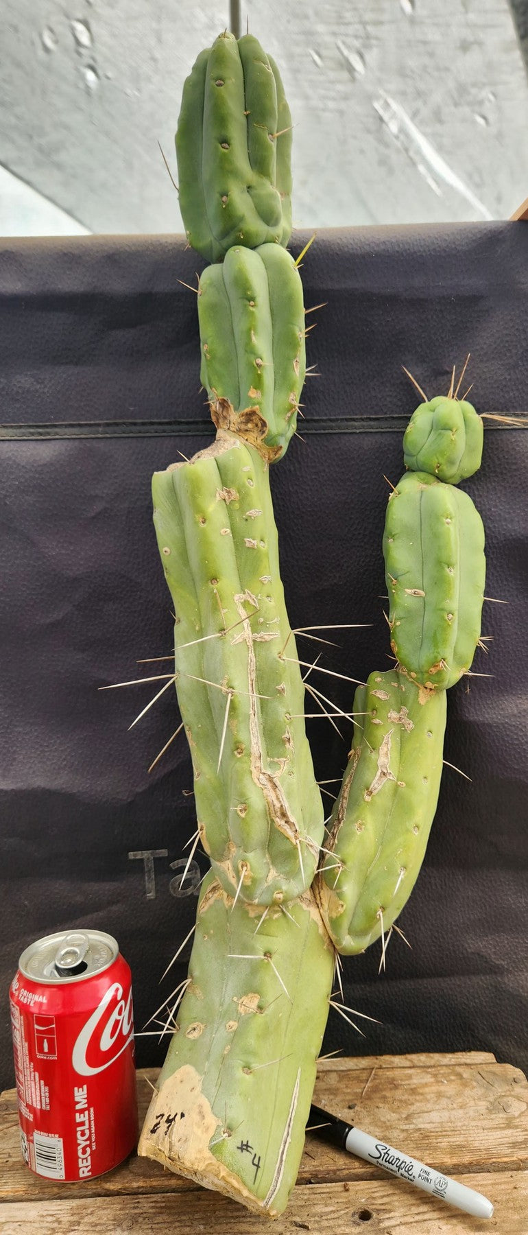 #EC153 EXACT Trichocereus Bridgesii Jiimz Twin Spine Cactus Cuttings-Cactus - Large - Exact-The Succulent Source