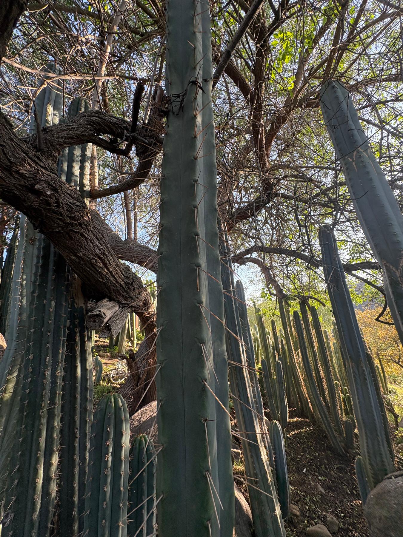 san pedro cactus in texas #EC153 EXACT Trichocereus Bridgesii Jiimz Twin Spine Cactus Cuttings
