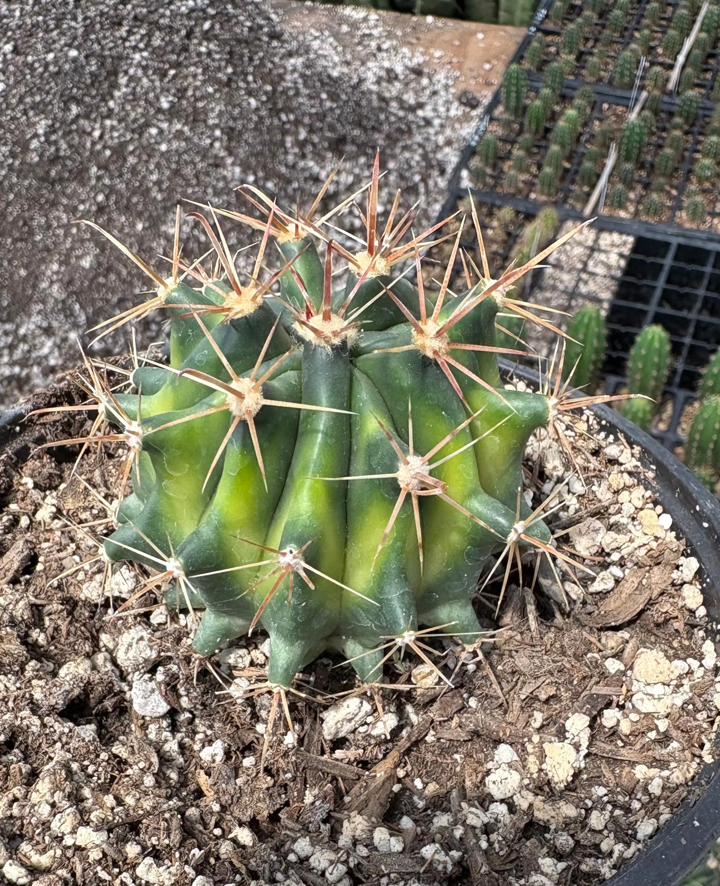#EC154 Variegated Ferocactus Cactus in 6” container-Cactus - Large - Exact-The Succulent Source