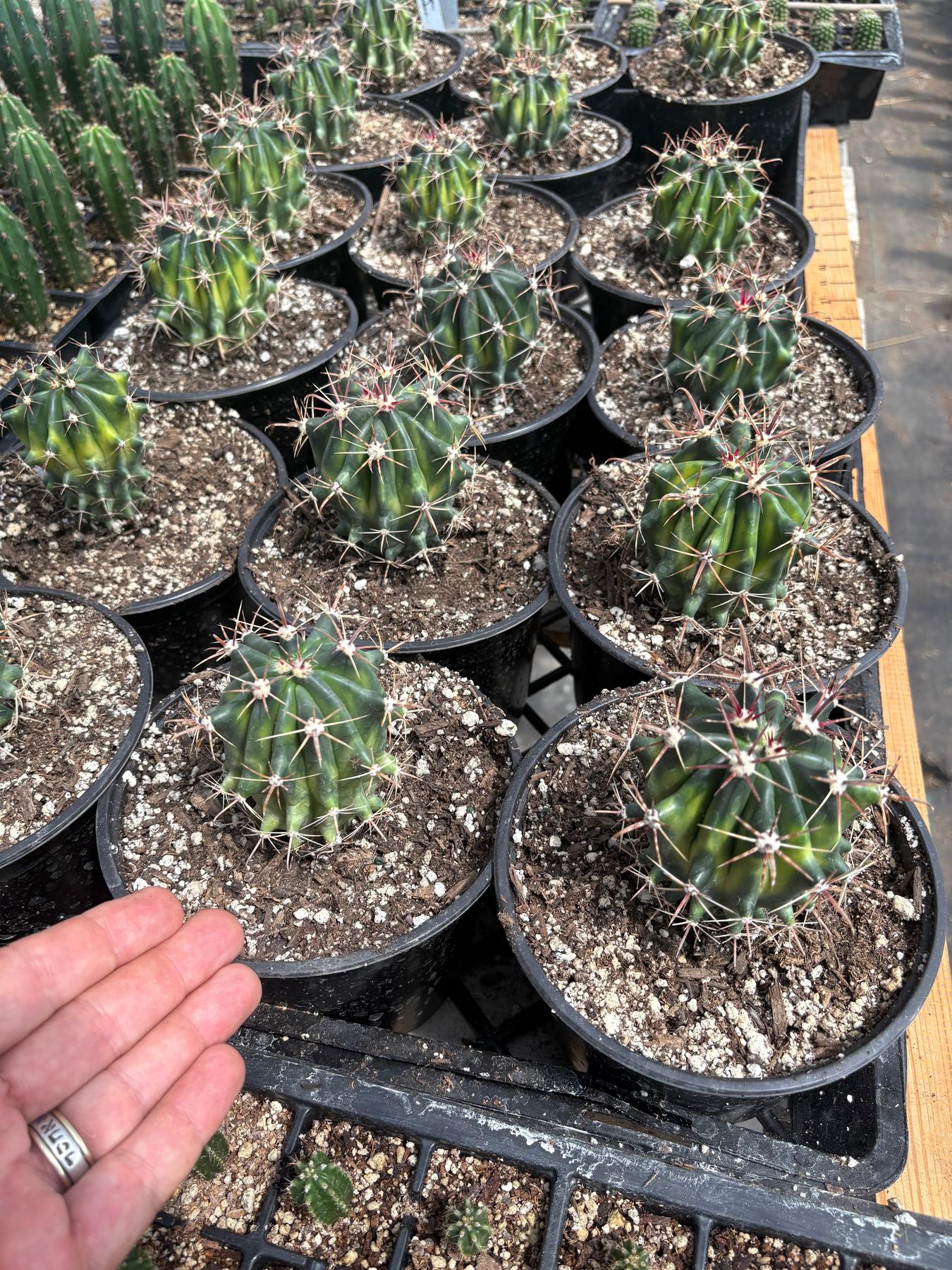 #EC154 Variegated Ferocactus Cactus in 6” container-Cactus - Large - Exact-The Succulent Source