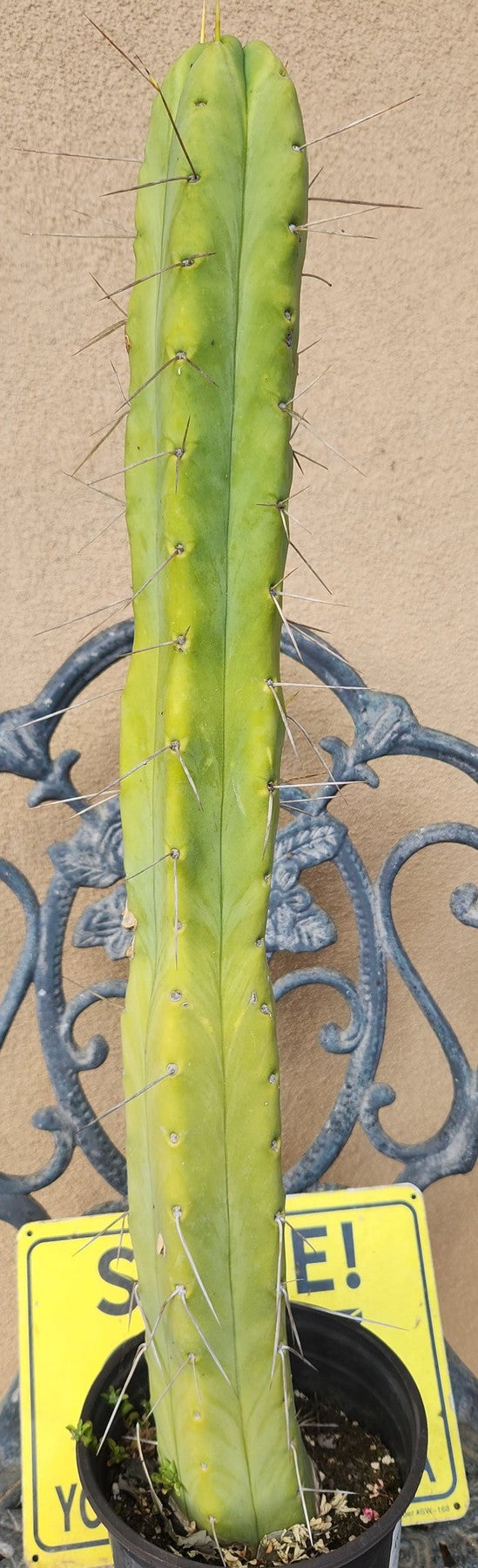 #EC155 EXACT Trichocereus Bridgesii Jiimz Twin Spine Cactus 23.5”-Cactus - Large - Exact-The Succulent Source