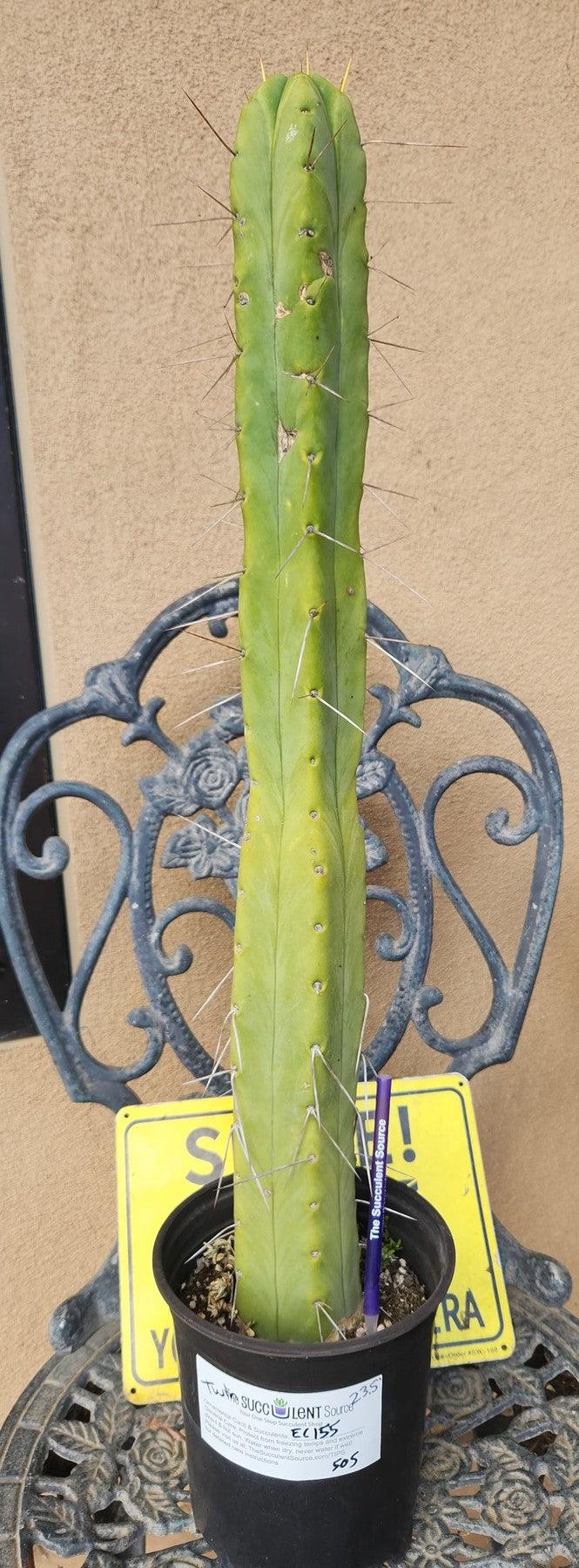 #EC155 EXACT Trichocereus Bridgesii Jiimz Twin Spine Cactus 23.5”-Cactus - Large - Exact-The Succulent Source