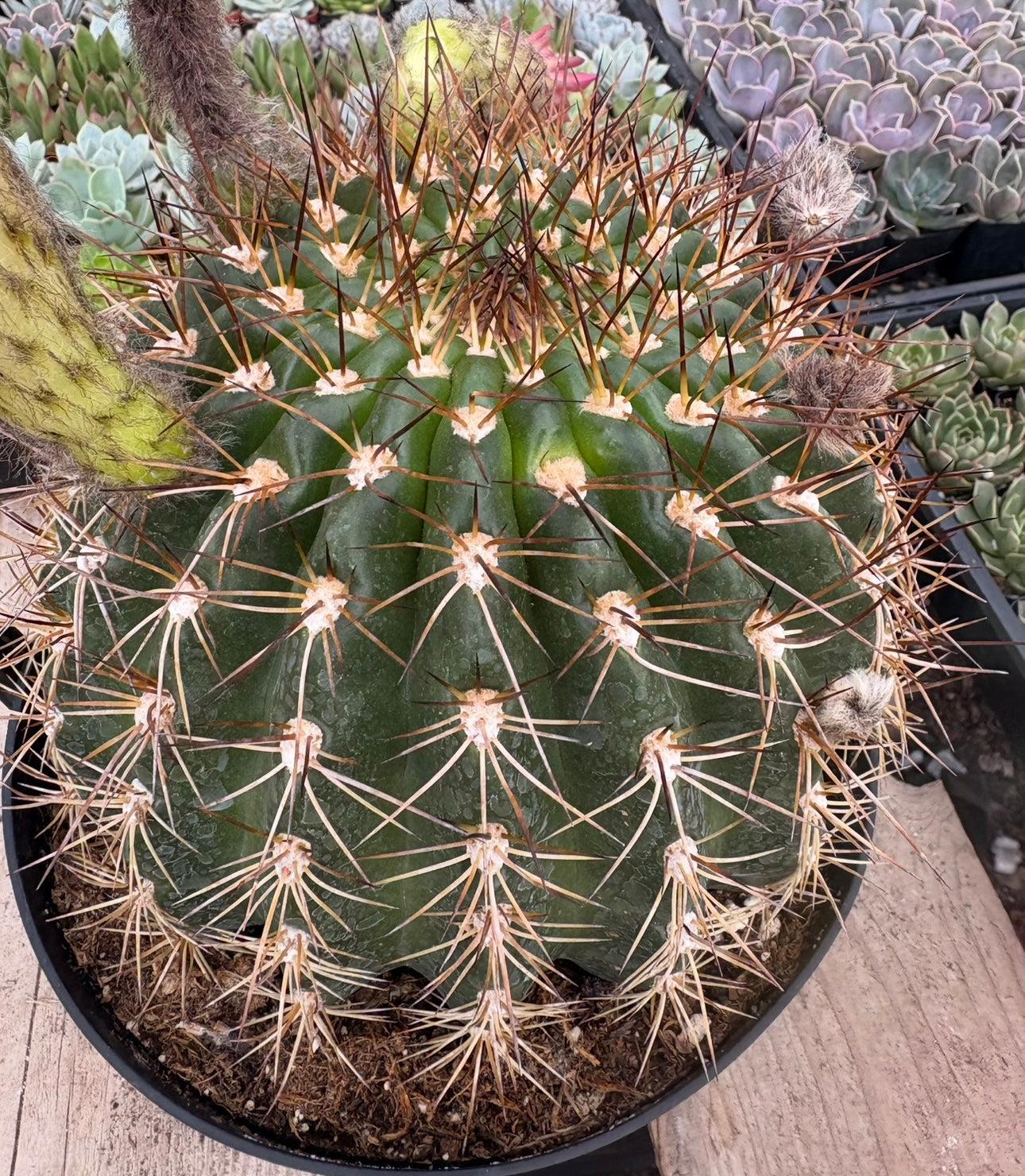 #EC155 Trichocereus “Copper Barrel” Cactus 8” Container-Cactus - Large - Exact-The Succulent Source