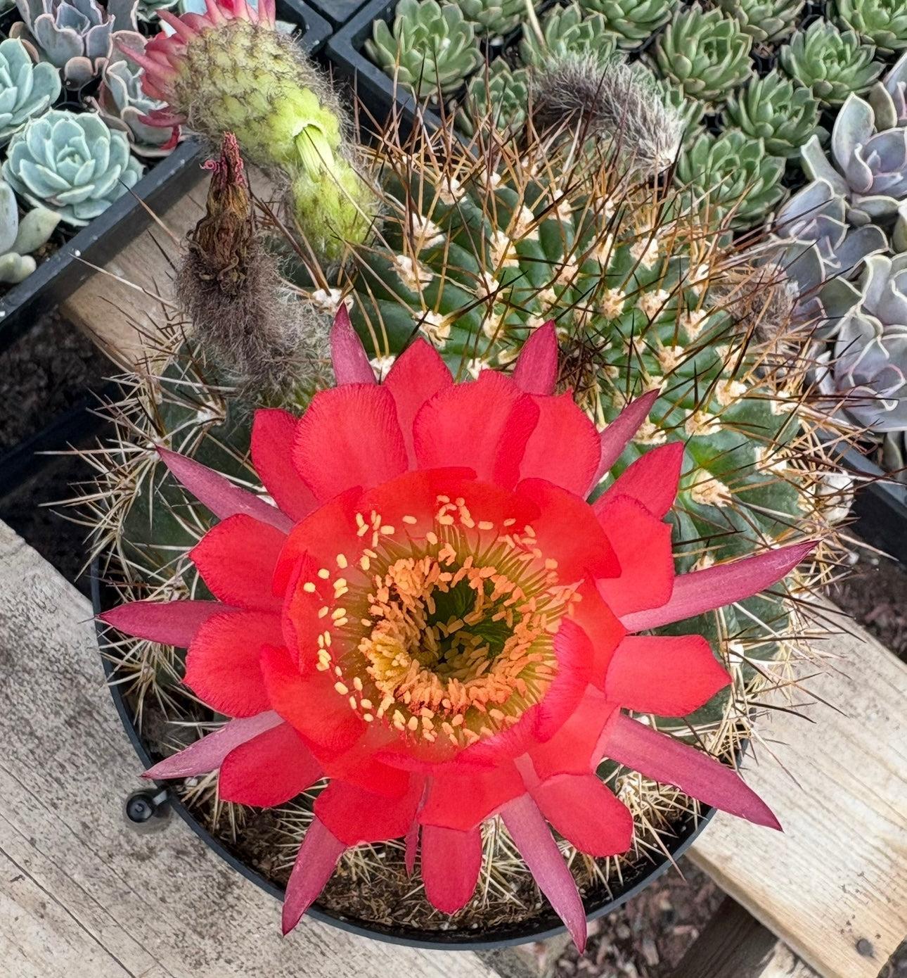 #EC155 Trichocereus “Copper Barrel” Cactus 8” Container-Cactus - Large - Exact-The Succulent Source