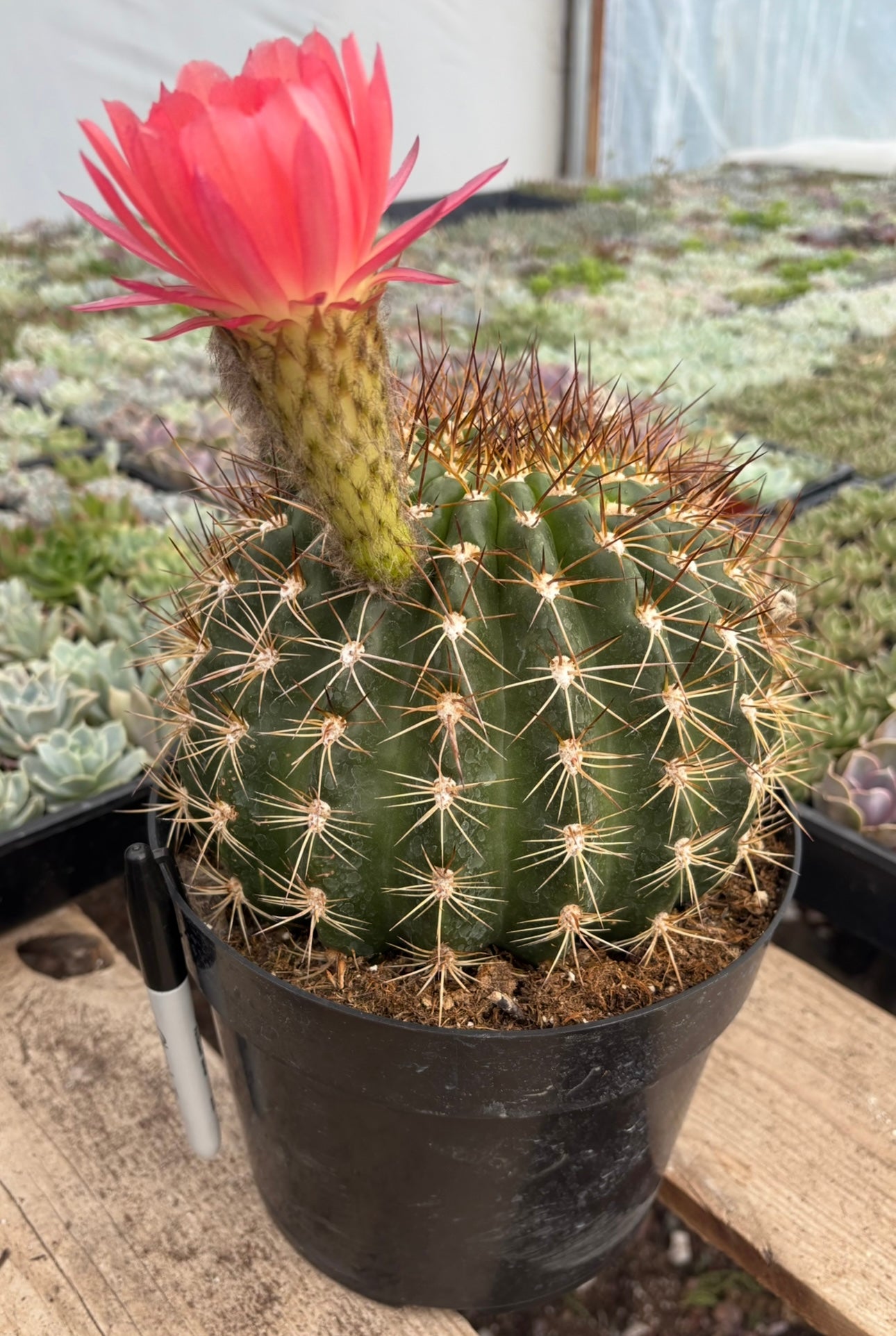 #EC155 Trichocereus “Copper Barrel” Cactus 8” Container-Cactus - Large - Exact-The Succulent Source