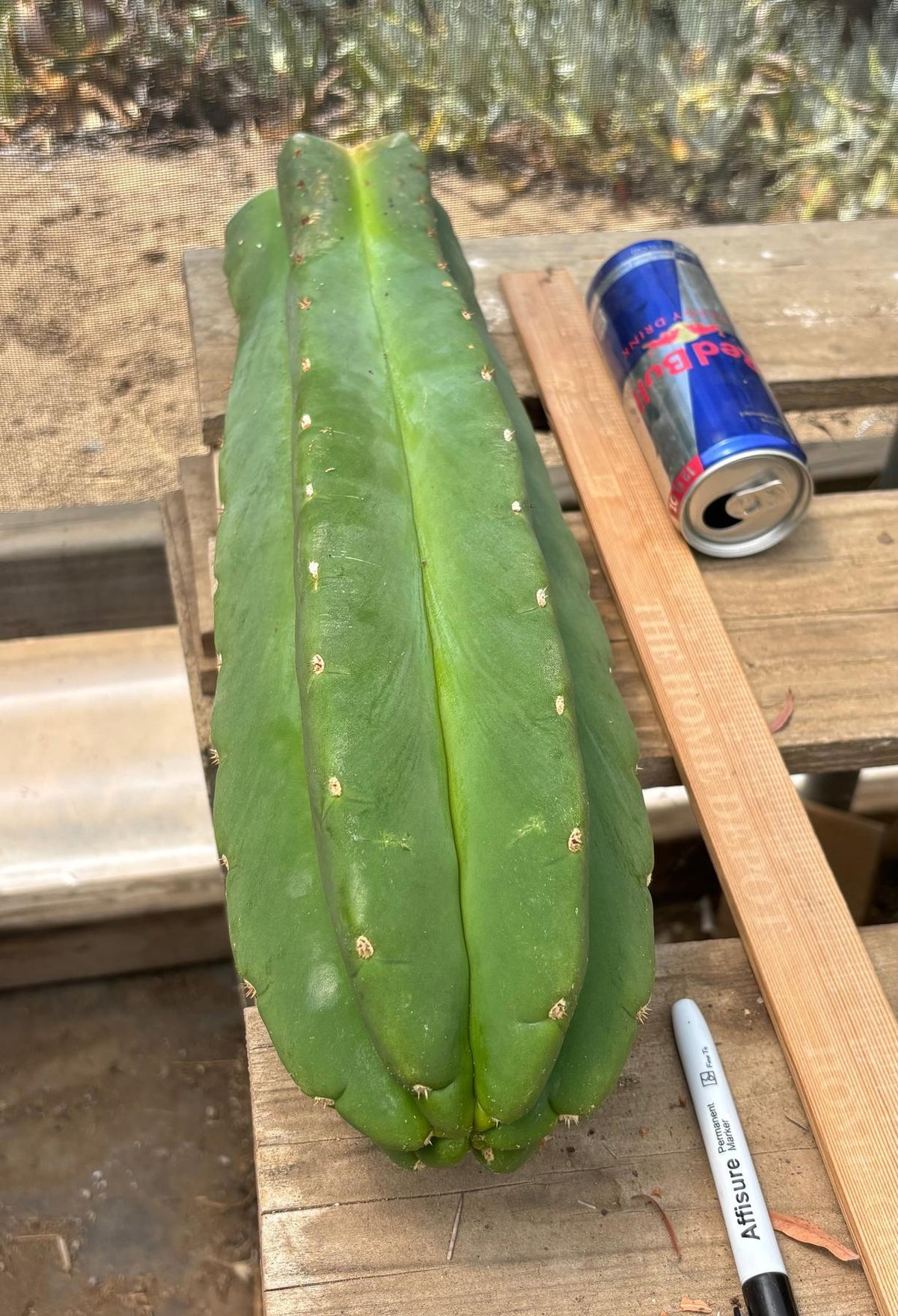 #EC156 EXACT Trichocereus Huan X Malo4 17”-Cactus - Large - Exact-The Succulent Source