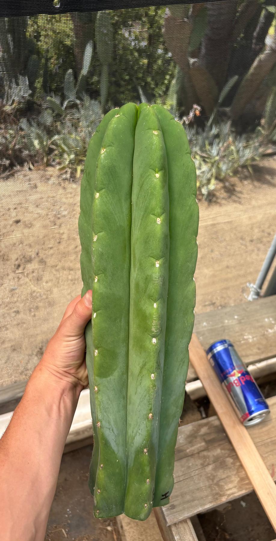#EC156 EXACT Trichocereus Huan X Malo4 17”-Cactus - Large - Exact-The Succulent Source