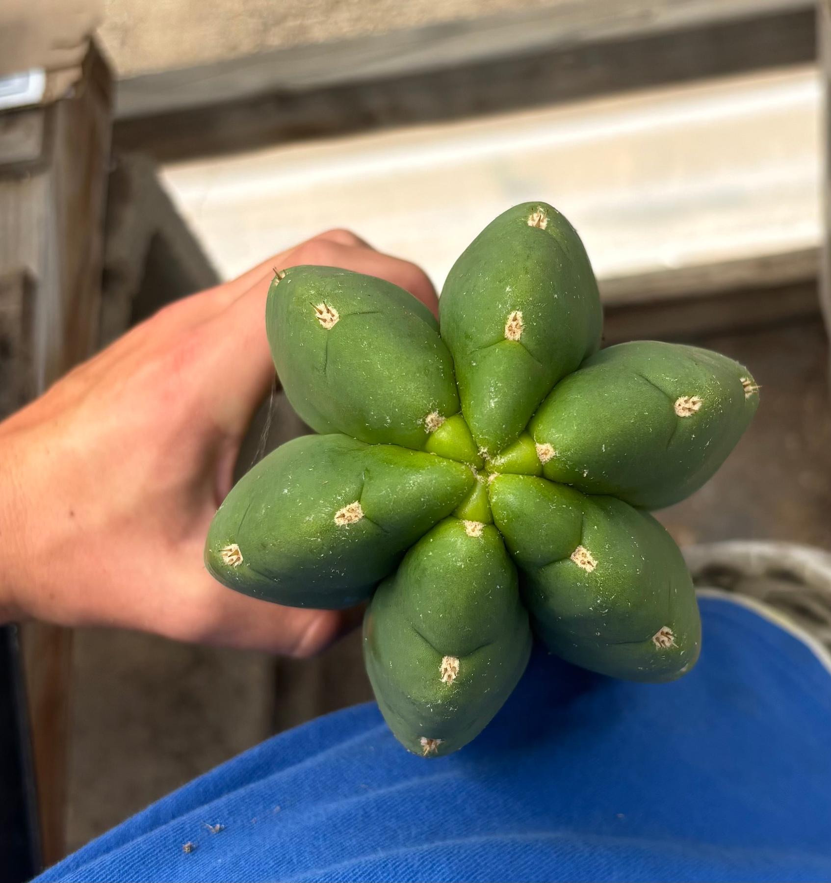 #EC156 EXACT Trichocereus Huan X Malo4 17”-Cactus - Large - Exact-The Succulent Source