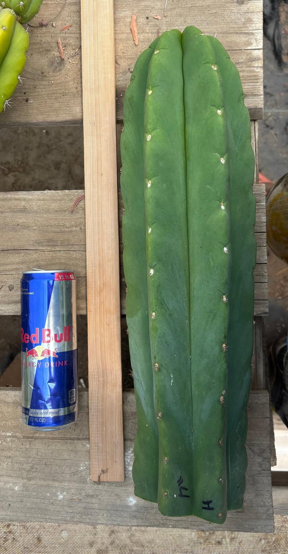 #EC156 EXACT Trichocereus Huan X Malo4 17”-Cactus - Large - Exact-The Succulent Source