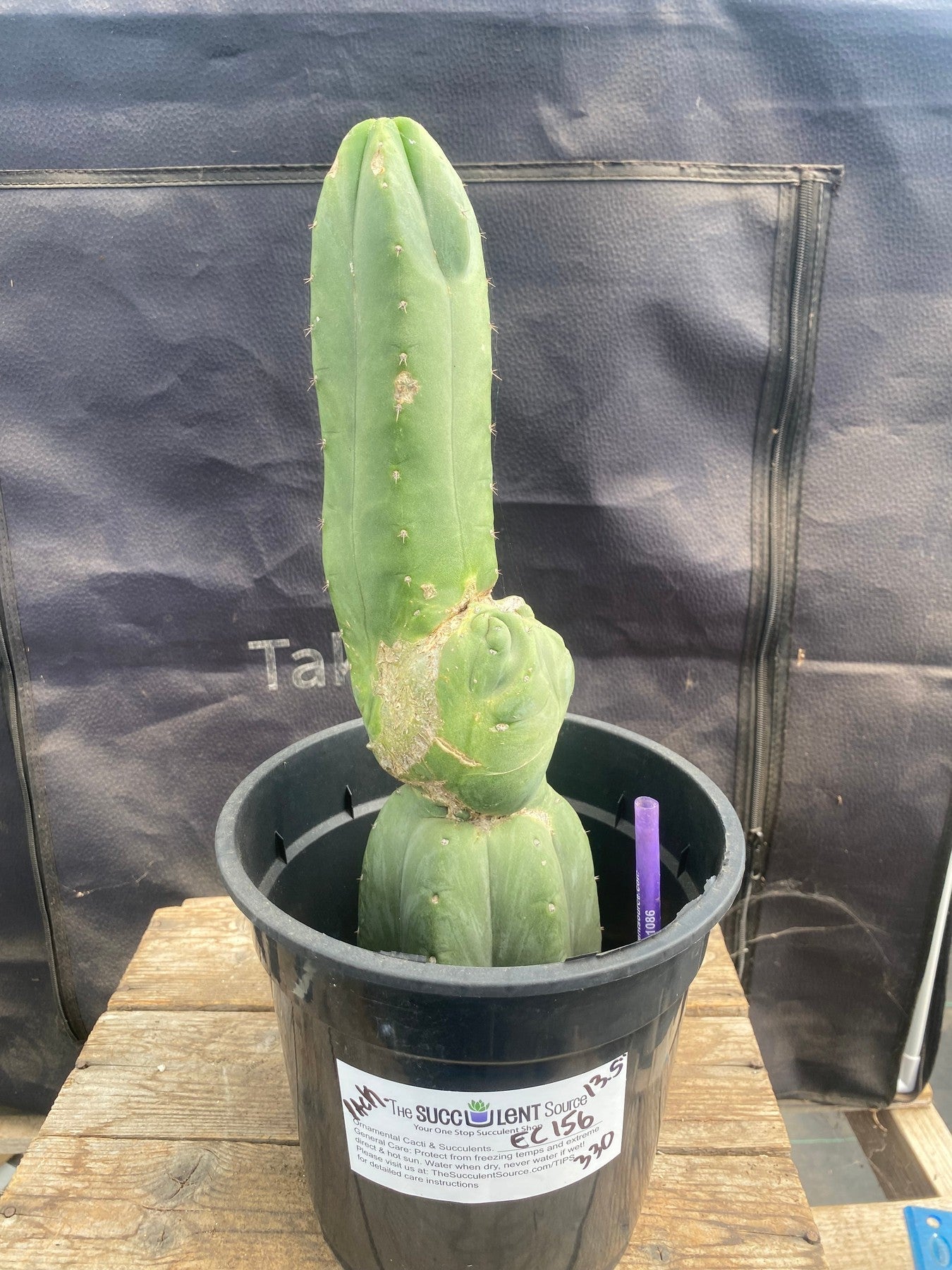 #EC156 EXACT Trichocereus Pachanoi Cactus 13.5”-Cactus - Large - Exact-The Succulent Source