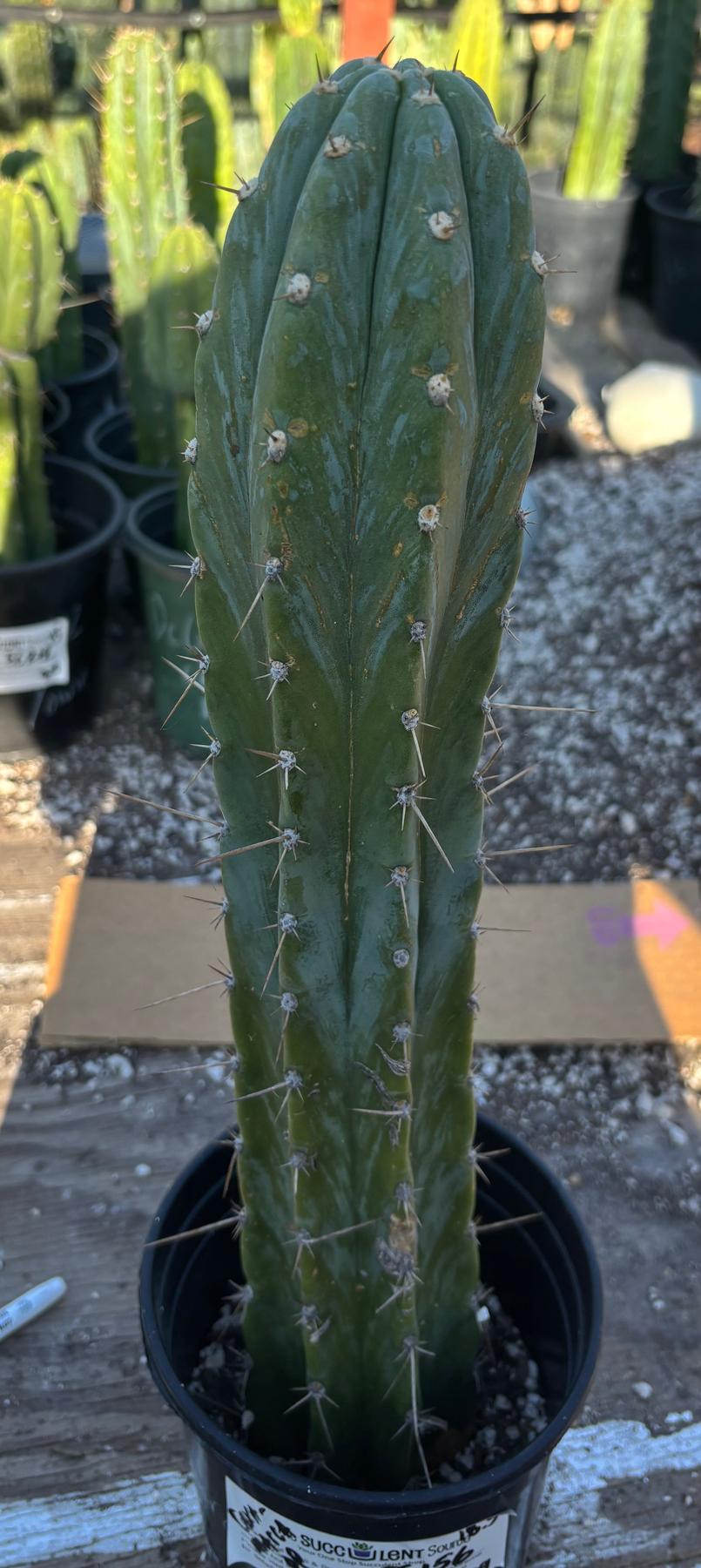 #EC156 EXACT Trichocereus Pachanoi Caxamarca OP Chavin Cactus 18.5”-Cactus - Large - Exact-The Succulent Source