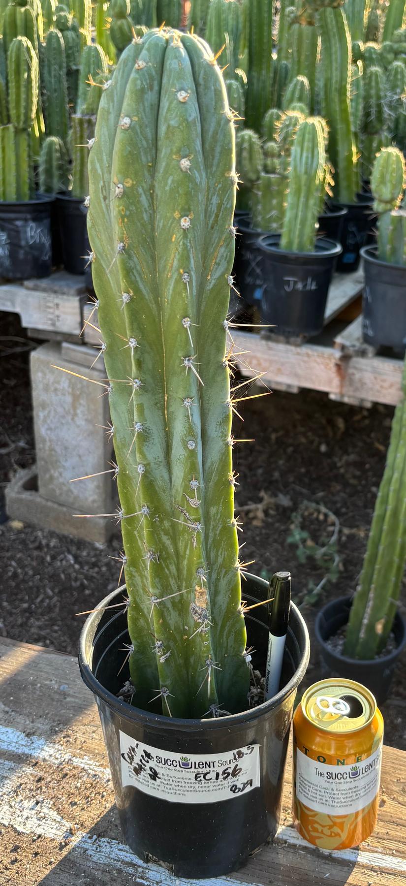 #EC156 EXACT Trichocereus Pachanoi Caxamarca OP Chavin Cactus 18.5”-Cactus - Large - Exact-The Succulent Source
