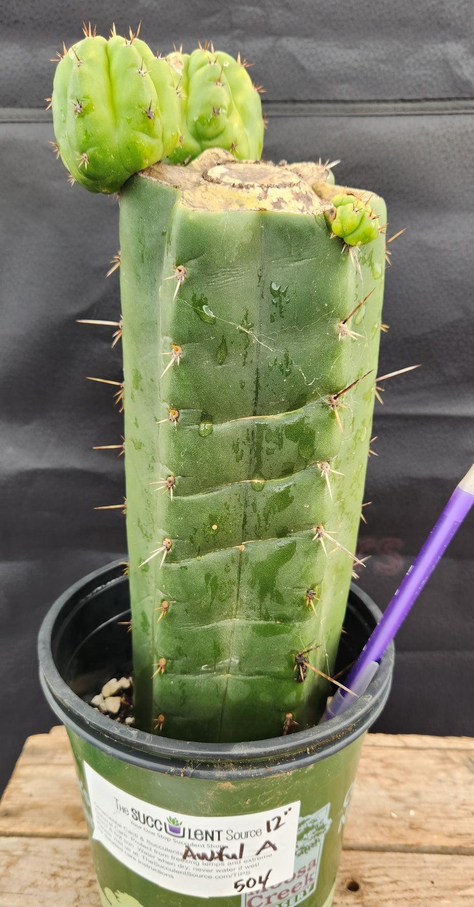 #EC157 EXACT Trichocereus Pachanoi "Awful" Cactus Various sizes-Cactus - Large - Exact-The Succulent Source