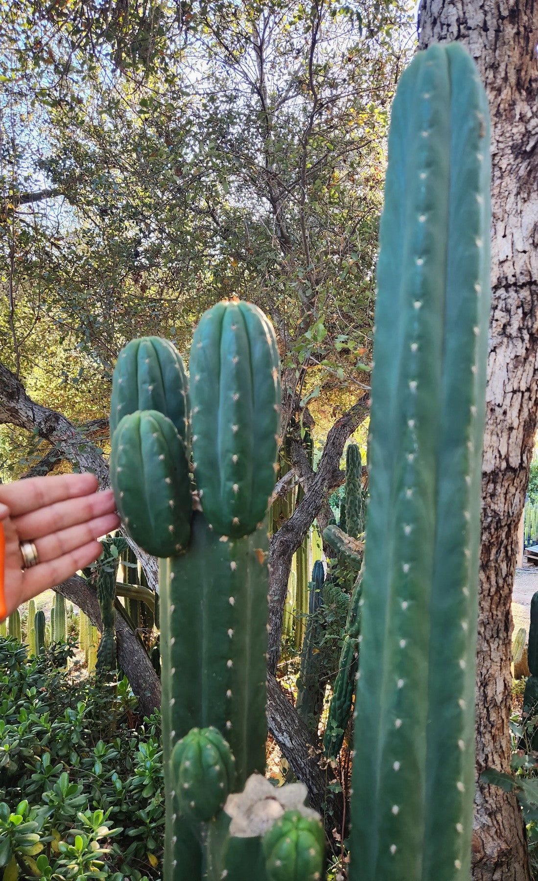#EC157 EXACT Trichocereus Pachanoi "Awful" Cactus Various sizes-Cactus - Large - Exact-The Succulent Source