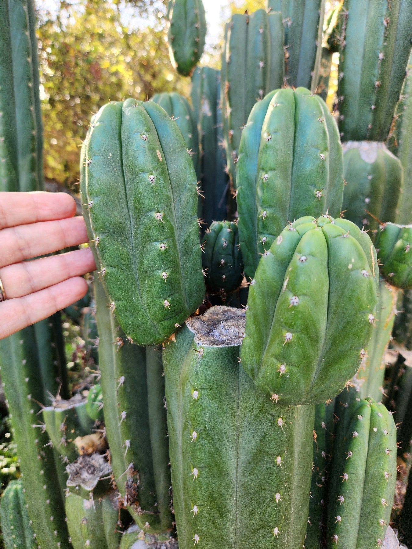 #EC157 EXACT Trichocereus Pachanoi "Awful" Cactus Various sizes-Cactus - Large - Exact-The Succulent Source
