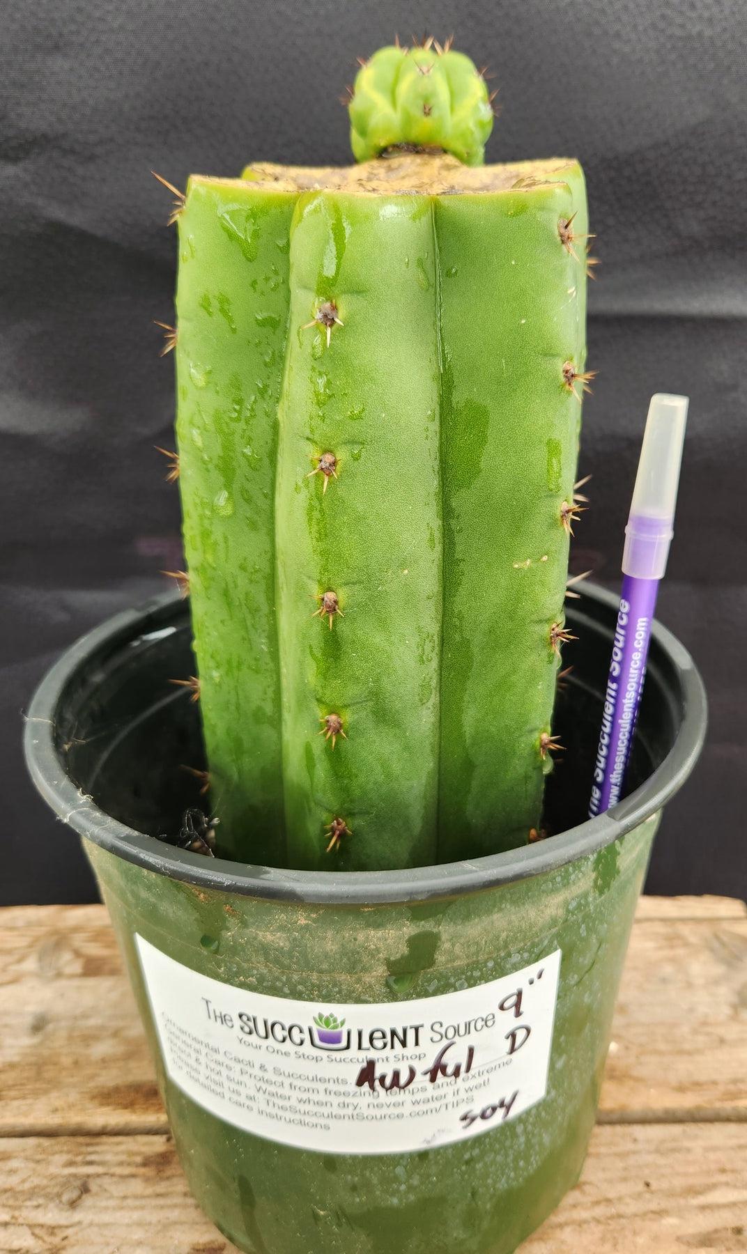 #EC157 EXACT Trichocereus Pachanoi "Awful" Cactus Various sizes-Cactus - Large - Exact-The Succulent Source