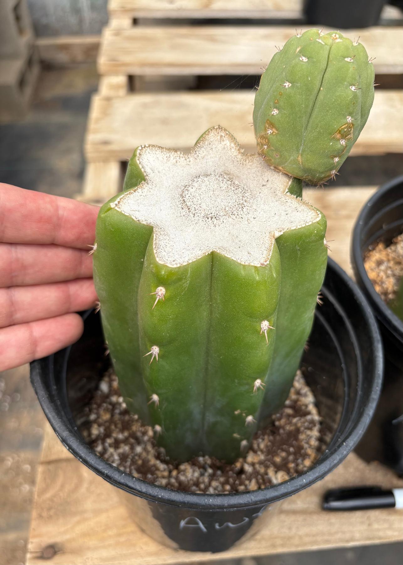#EC157 EXACT Trichocereus Pachanoi "Awful" Cactus Various sizes-Cactus - Large - Exact-The Succulent Source