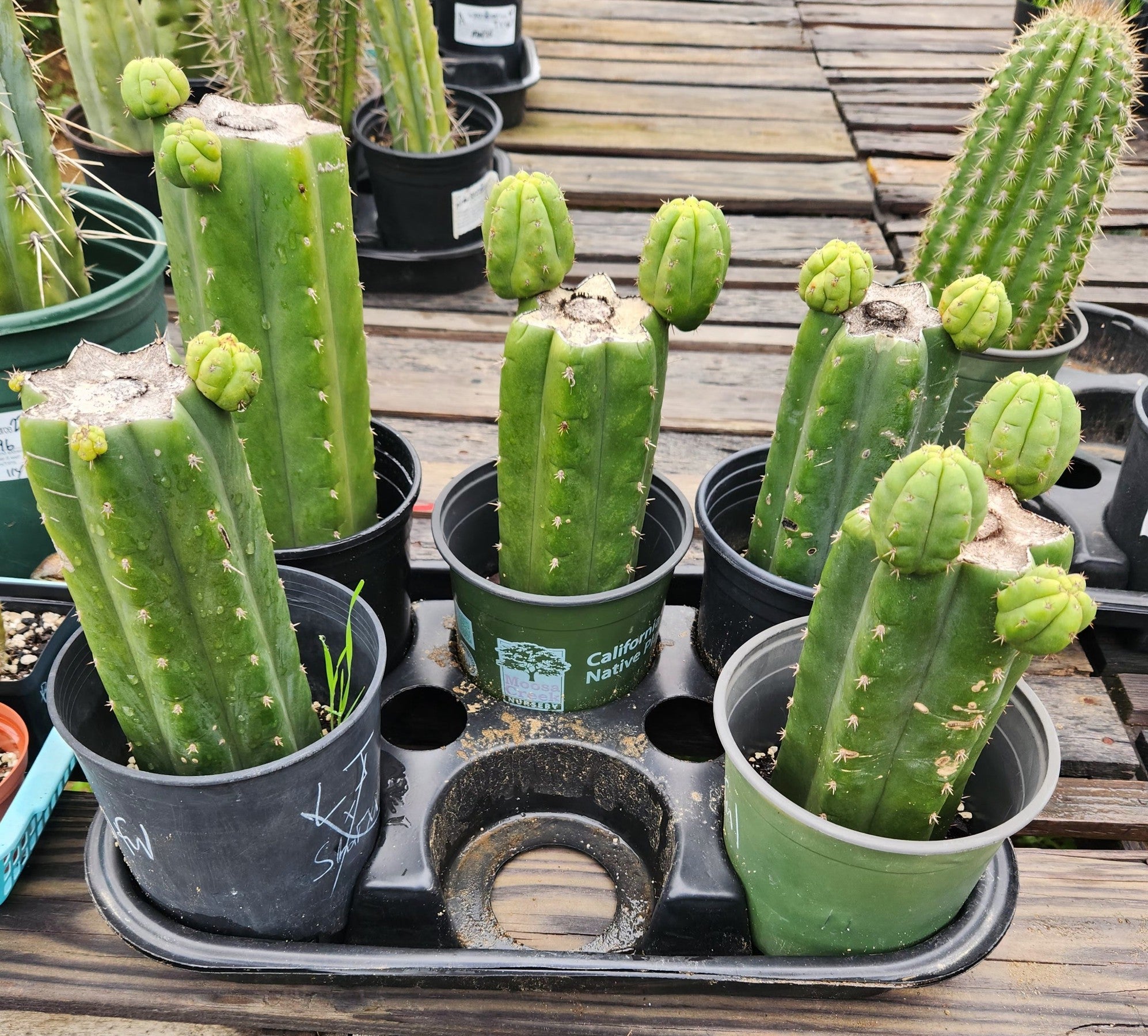 #EC157 EXACT Trichocereus Pachanoi "Awful" Cactus Various sizes-Cactus - Large - Exact-The Succulent Source