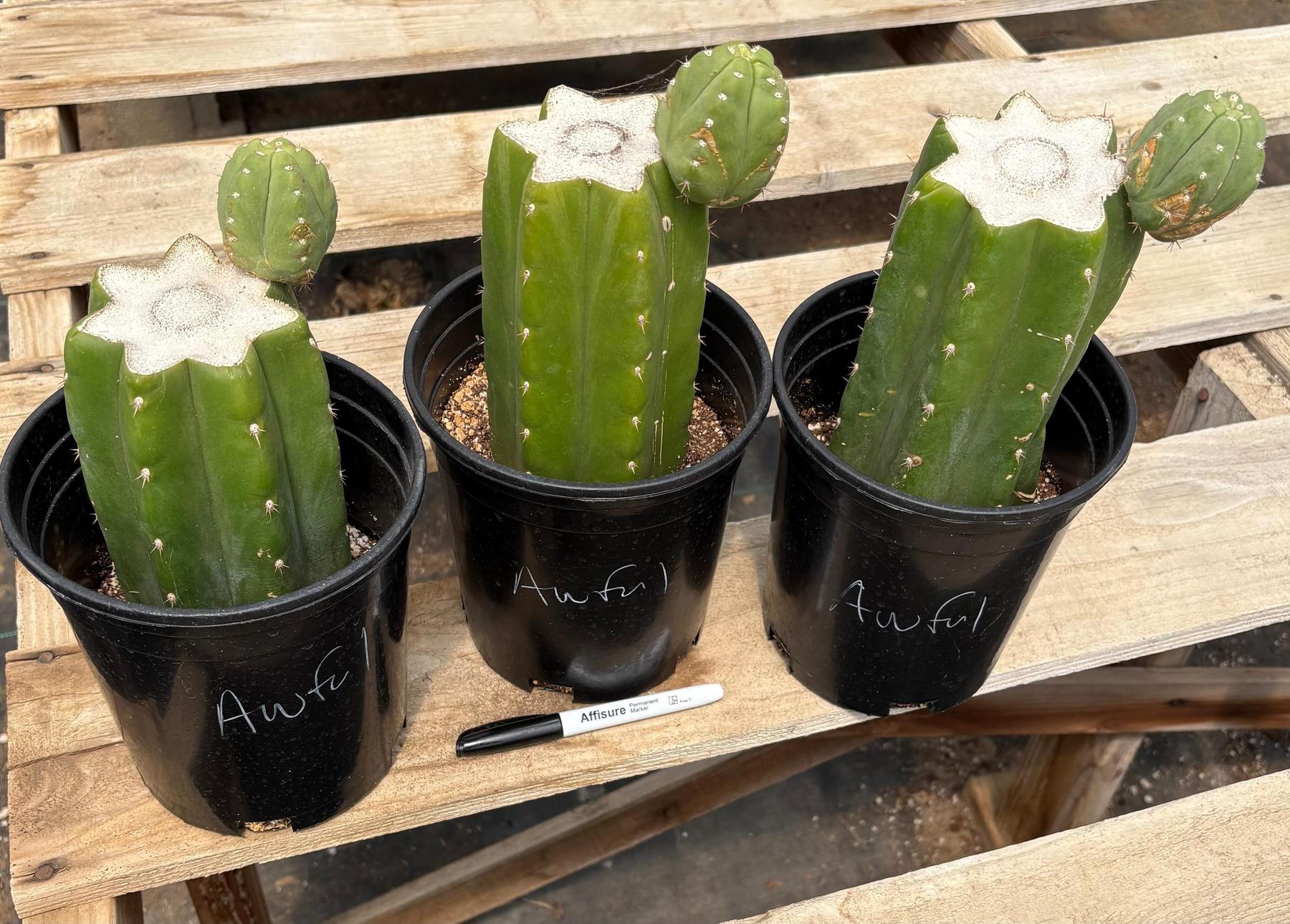 #EC157 EXACT Trichocereus Pachanoi "Awful" Cactus Various sizes-Cactus - Large - Exact-The Succulent Source