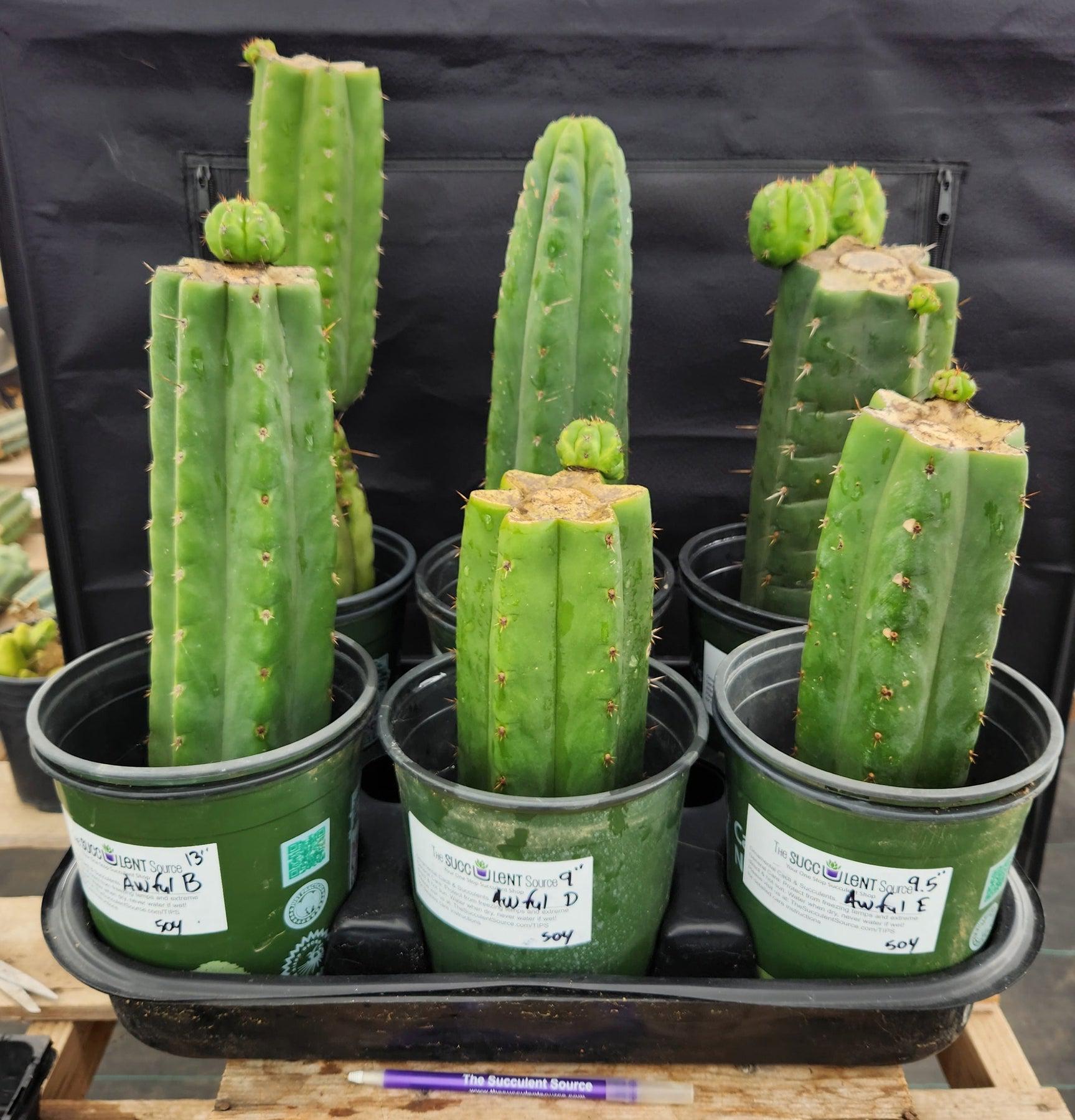 #EC157 EXACT Trichocereus Pachanoi "Awful" Cactus Various sizes-Cactus - Large - Exact-The Succulent Source