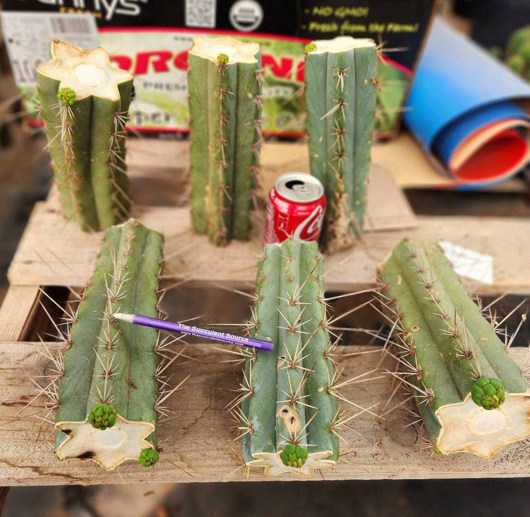 #EC159 EXACT Trichocereus Bridgesoid SunSpine Mid Cutts-Cactus - Large - Exact-The Succulent Source