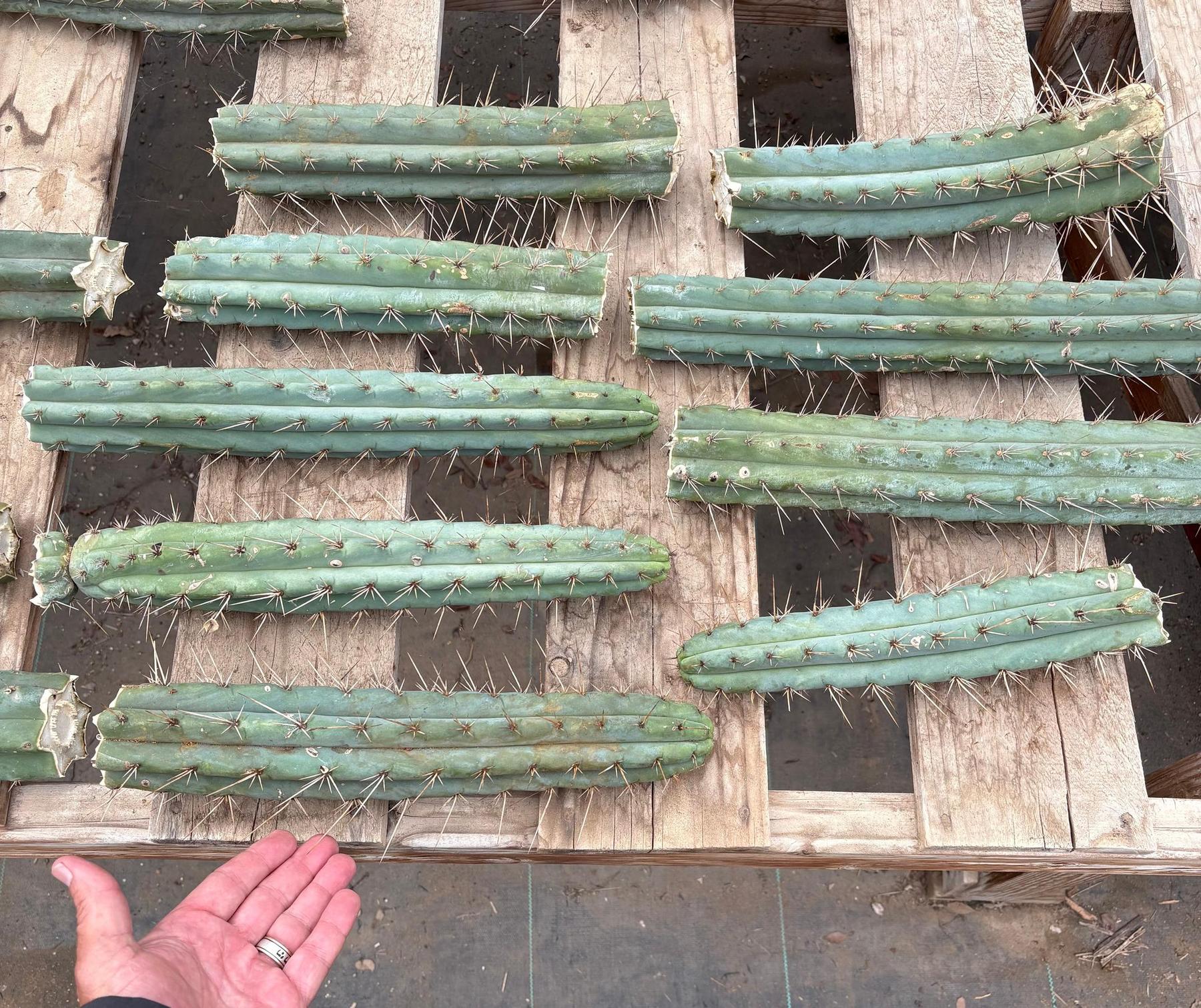 #EC159 EXACT Trichocereus Bargain Bridgesoid SunSpine TLC Cuttings 8-12”-Cactus - Large - Exact-The Succulent Source