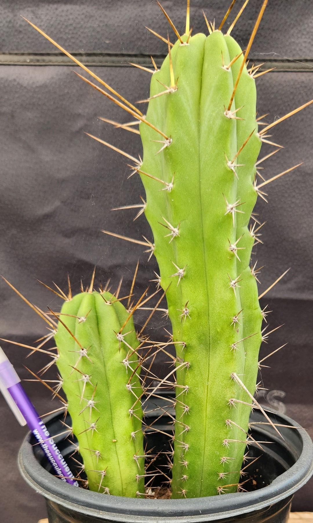 #EC16 EXACT Trichocereus Hybrid Bridgesii Lee X Pachanoi TPM Cactus 11,6"-Cactus - Large - Exact-The Succulent Source