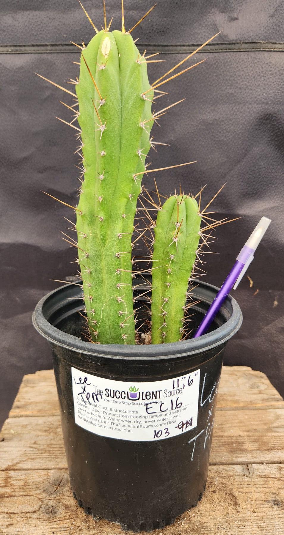 #EC16 EXACT Trichocereus Hybrid Bridgesii Lee X Pachanoi TPM Cactus 11,6"-Cactus - Large - Exact-The Succulent Source