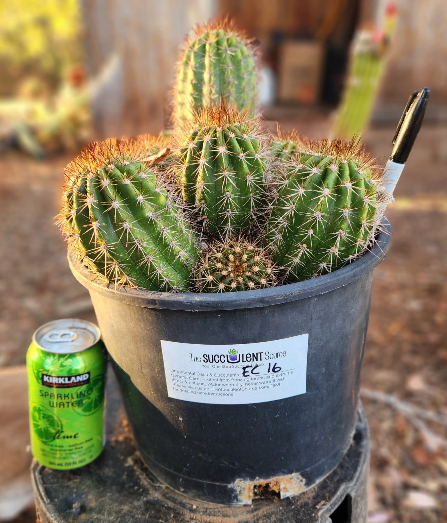 san pedro cactus dried #EC16 EXACT Trichocereus Hybrid Grandiflorus Cactus
