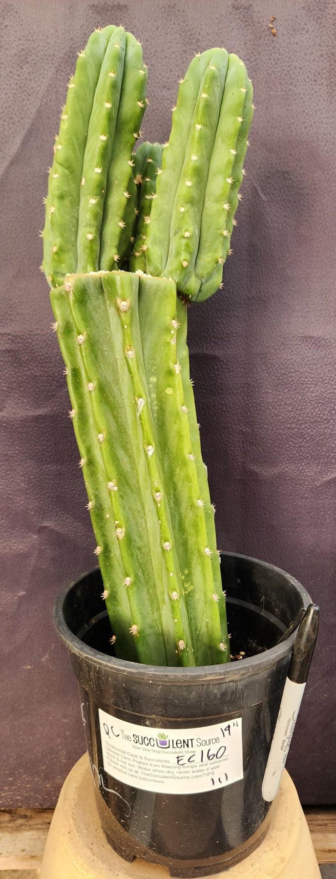 dry san pedro cactus #EC160 EXACT Trichocereus Pachanoi "PC" Cactus 19"
