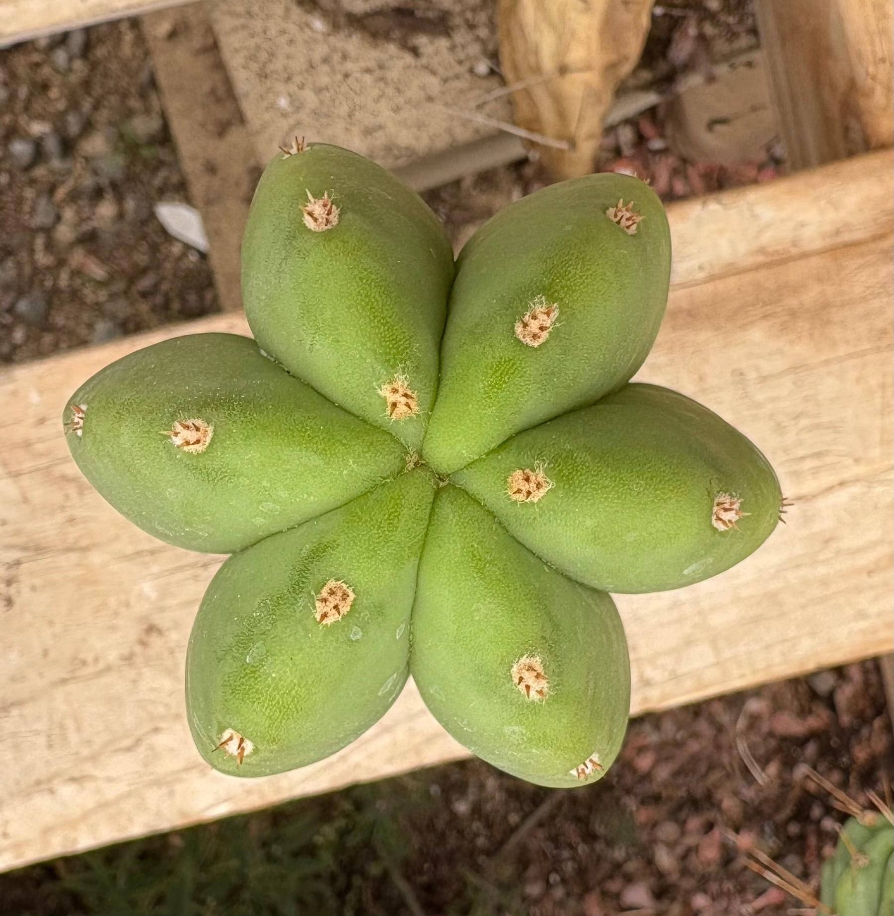 #EC161 EXACT Trichocereus Pachanoi Jessica X Scopulicola cutting 10-12”-Cactus - Large - Exact-The Succulent Source
