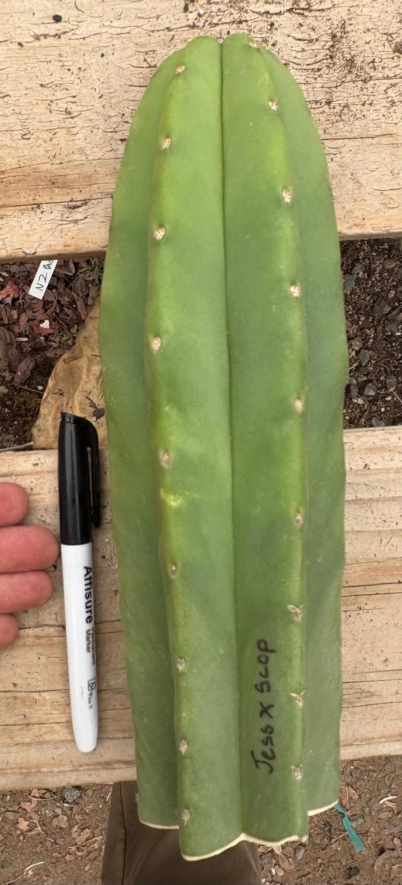 #EC161 EXACT Trichocereus Pachanoi Jessica X Scopulicola cutting 10-12”-Cactus - Large - Exact-The Succulent Source