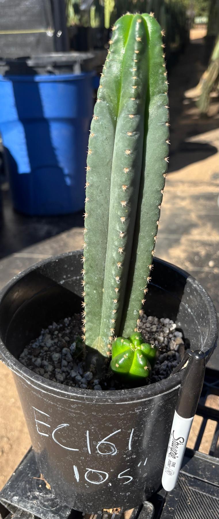 #EC161 EXACT Trichocereus Pachanoi Vilcabamba C X Pachanoi Crown Cactus 10.5”-Cactus - Large - Exact-The Succulent Source