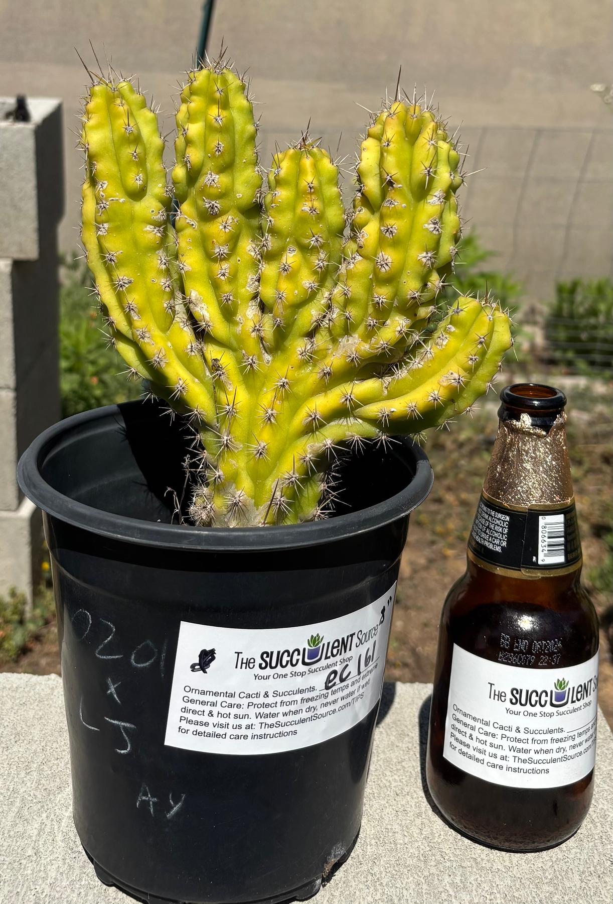 #EC161 EXACT Trichocereus SS0201 X LJ 8” Crest