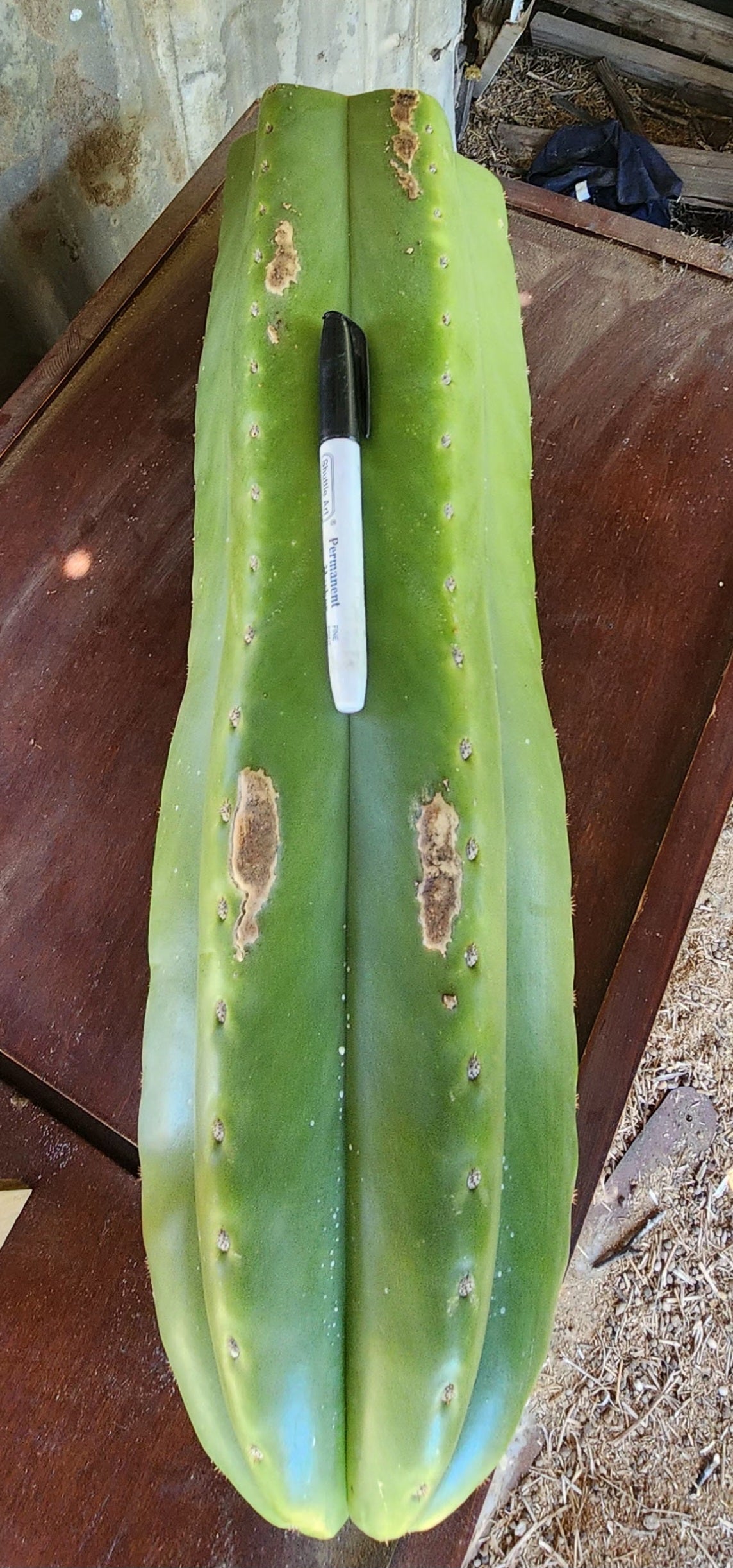 #EC162 EXACT Trichocereus GIANT Hybrid Pachanoi Goliath X MSS Scopulicola Cactus Cutting 18-Cactus - Large - Exact-The Succulent Source