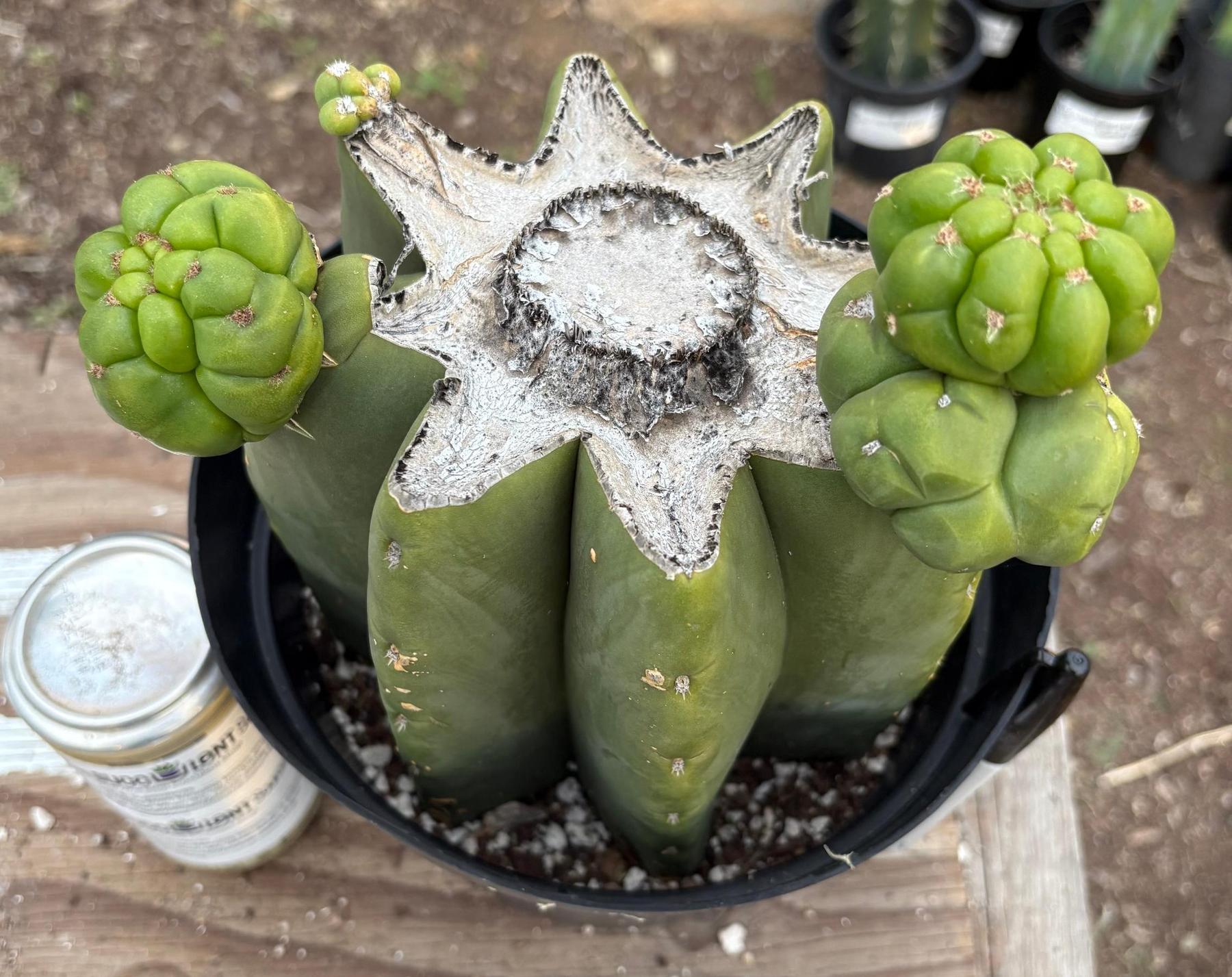 #EC162 EXACT Trichocereus Hybrid Pachanoi Goliath X MSS Scopulicola Cactus Cuttings and Potted-Cactus - Large - Exact-The Succulent Source