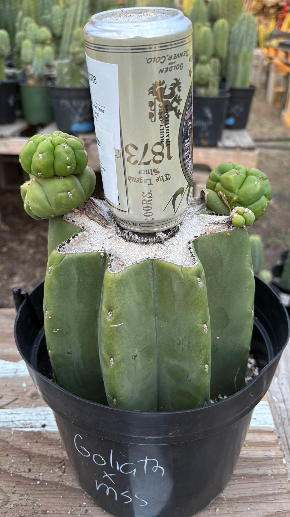 #EC162 EXACT Trichocereus Hybrid Pachanoi Goliath X MSS Scopulicola Cactus Cuttings and Potted-Cactus - Large - Exact-The Succulent Source