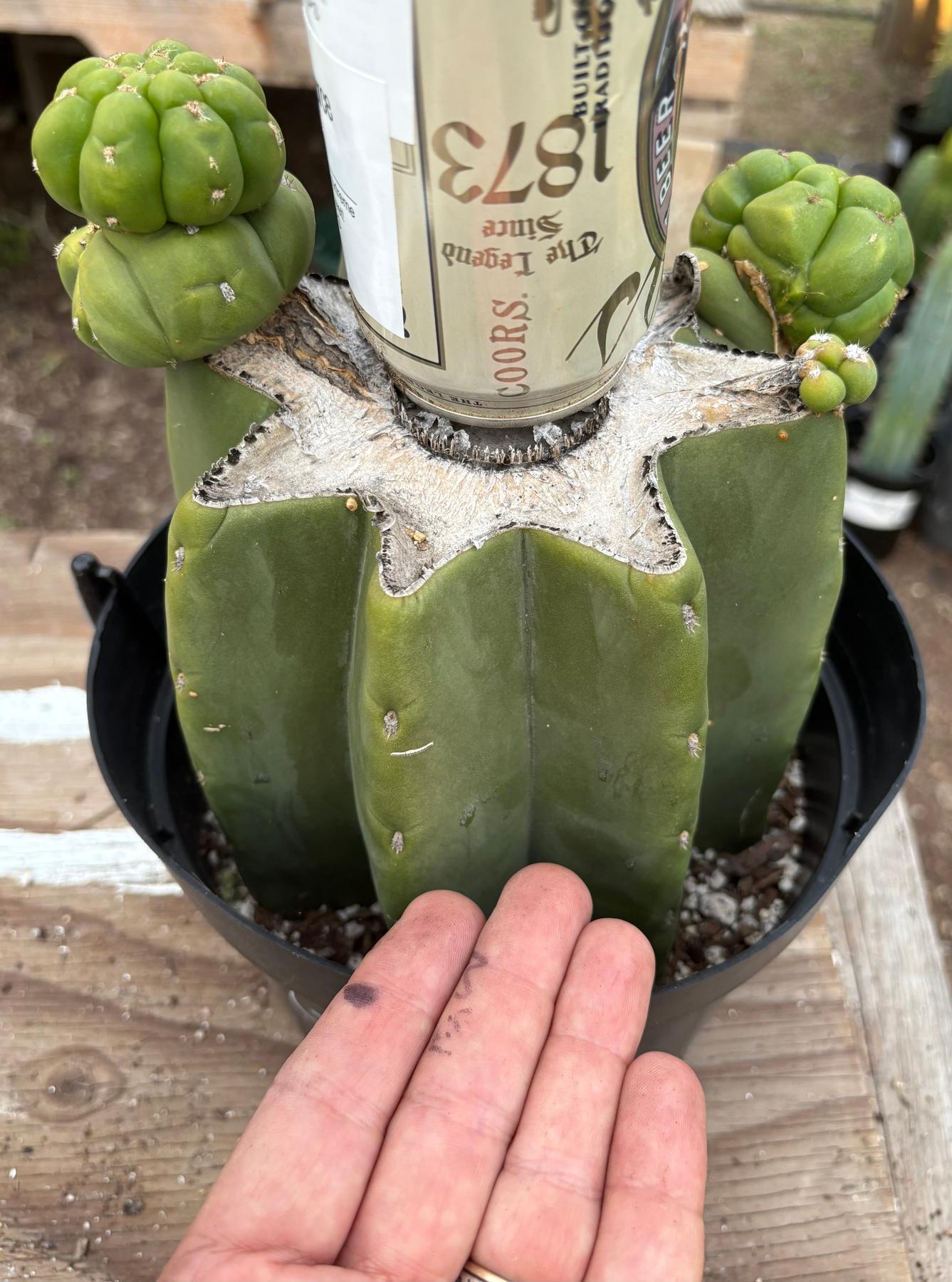 #EC162 EXACT Trichocereus Hybrid Pachanoi Goliath X MSS Scopulicola Cactus Cuttings and Potted-Cactus - Large - Exact-The Succulent Source