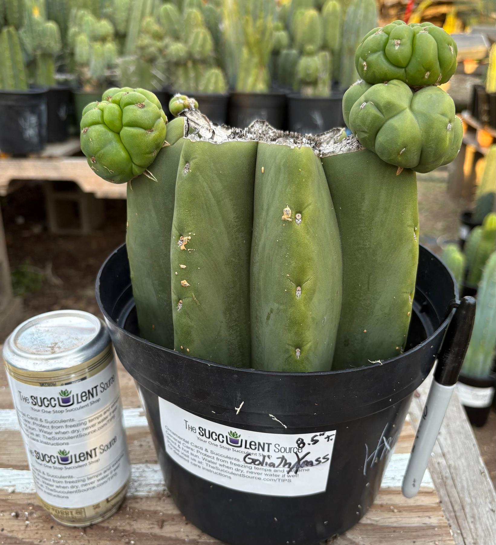 #EC162 EXACT Trichocereus Hybrid Pachanoi Goliath X MSS Scopulicola Cactus Cuttings and Potted-Cactus - Large - Exact-The Succulent Source