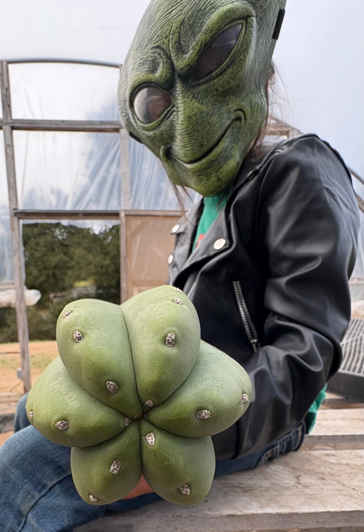 EC162 EXACT Trichocereus Hybrid Pachanoi Goliath X MSS Scopulicola