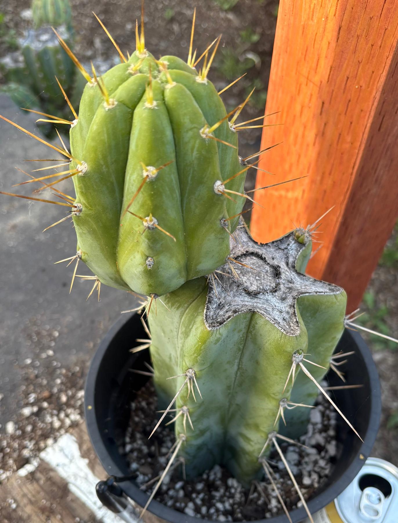 #EC164 EXACT Trichocereus SLOP Cactus 12”-Cactus - Large - Exact-The Succulent Source