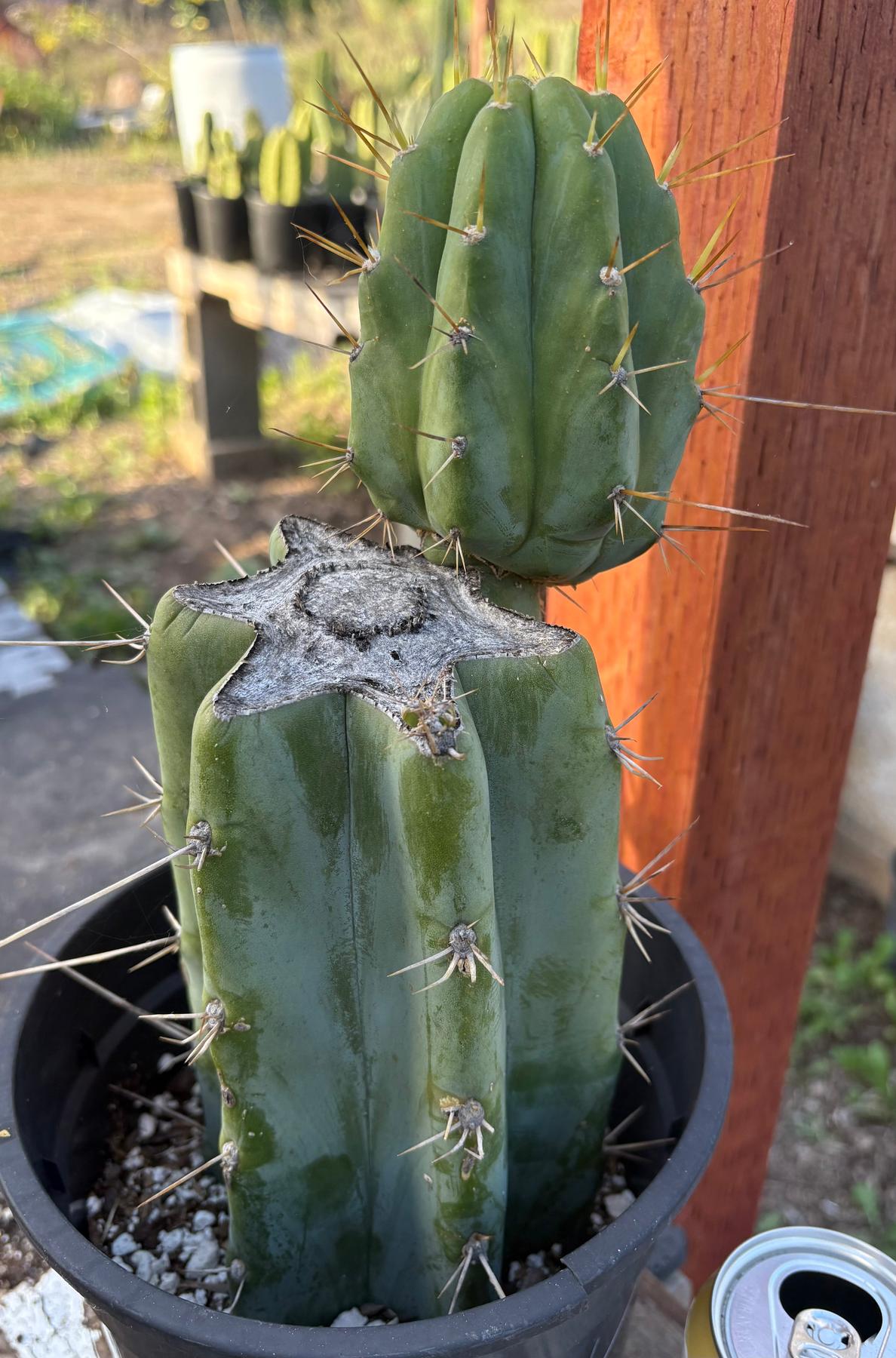 #EC164 EXACT Trichocereus SLOP Cactus 12”-Cactus - Large - Exact-The Succulent Source